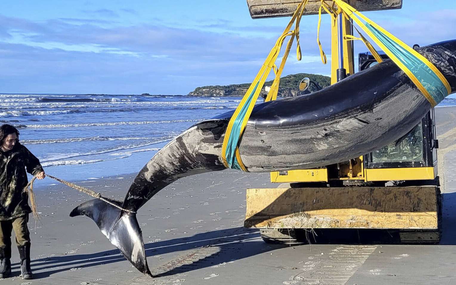 Découverte exceptionnelle de la baleine la plus rare du monde en Nouvelle-Zélande !