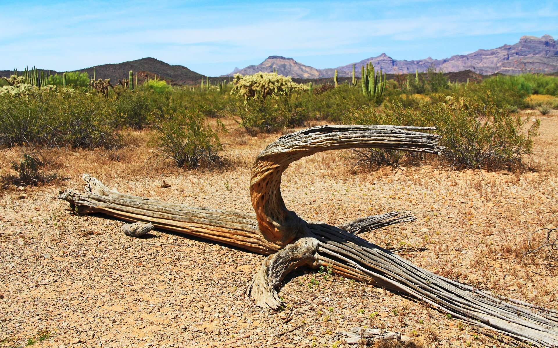 Les cactus s'effondrent par centaines en Arizona !