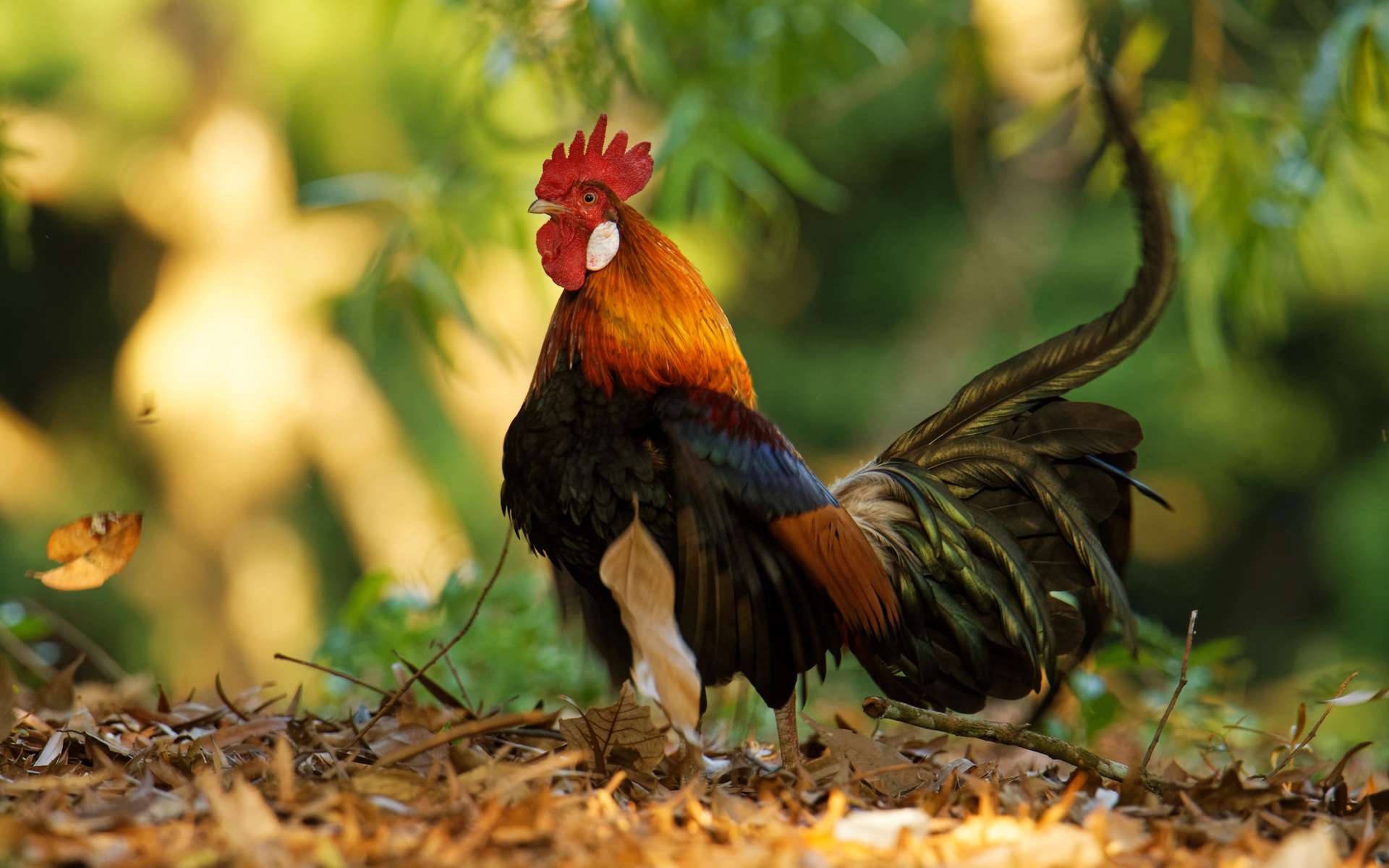 De nos jours, il ne reste que quatre espèces de poules primitives encore présentes à l’état sauvage ayant chacune leur zone géographique en Asie : le coq doré, le coq de Lafayette, le coq de Sonnerat, et le coq vert de Java. © phototrip.cz, Adobe Stock