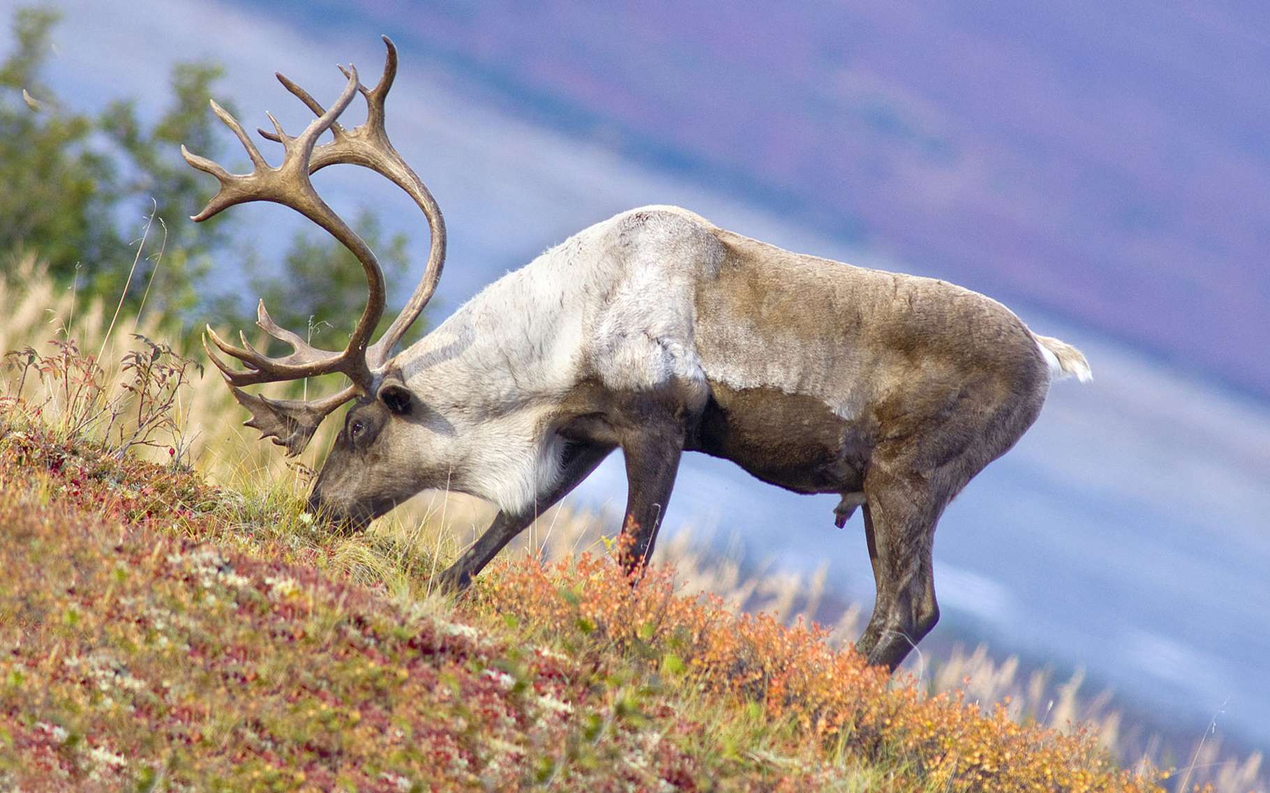 Le parc national des Grands-Jardins au Québec, un milieu passionnant