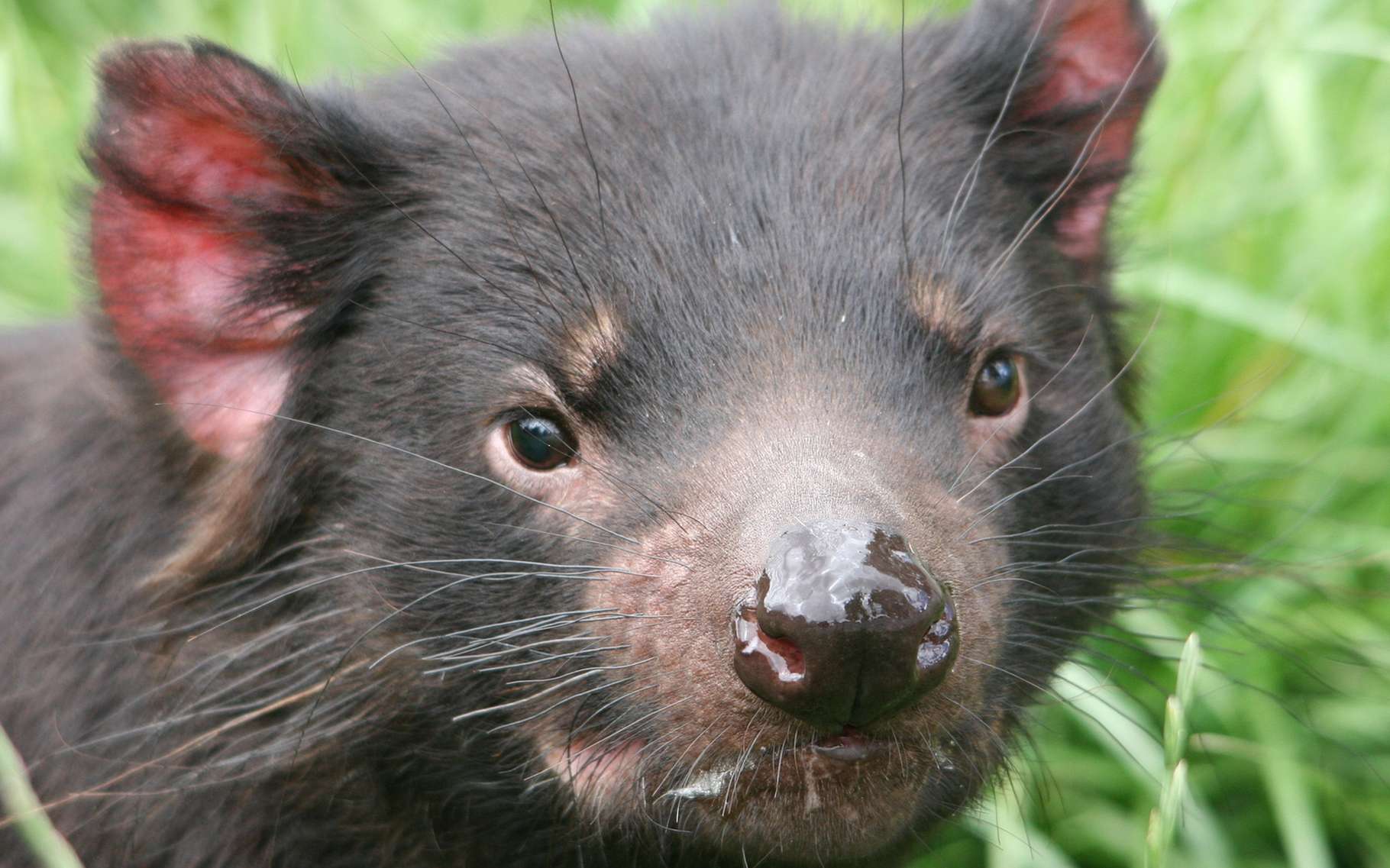 Le Diable De Tasmanie Evolue Pour Resister Au Cancer