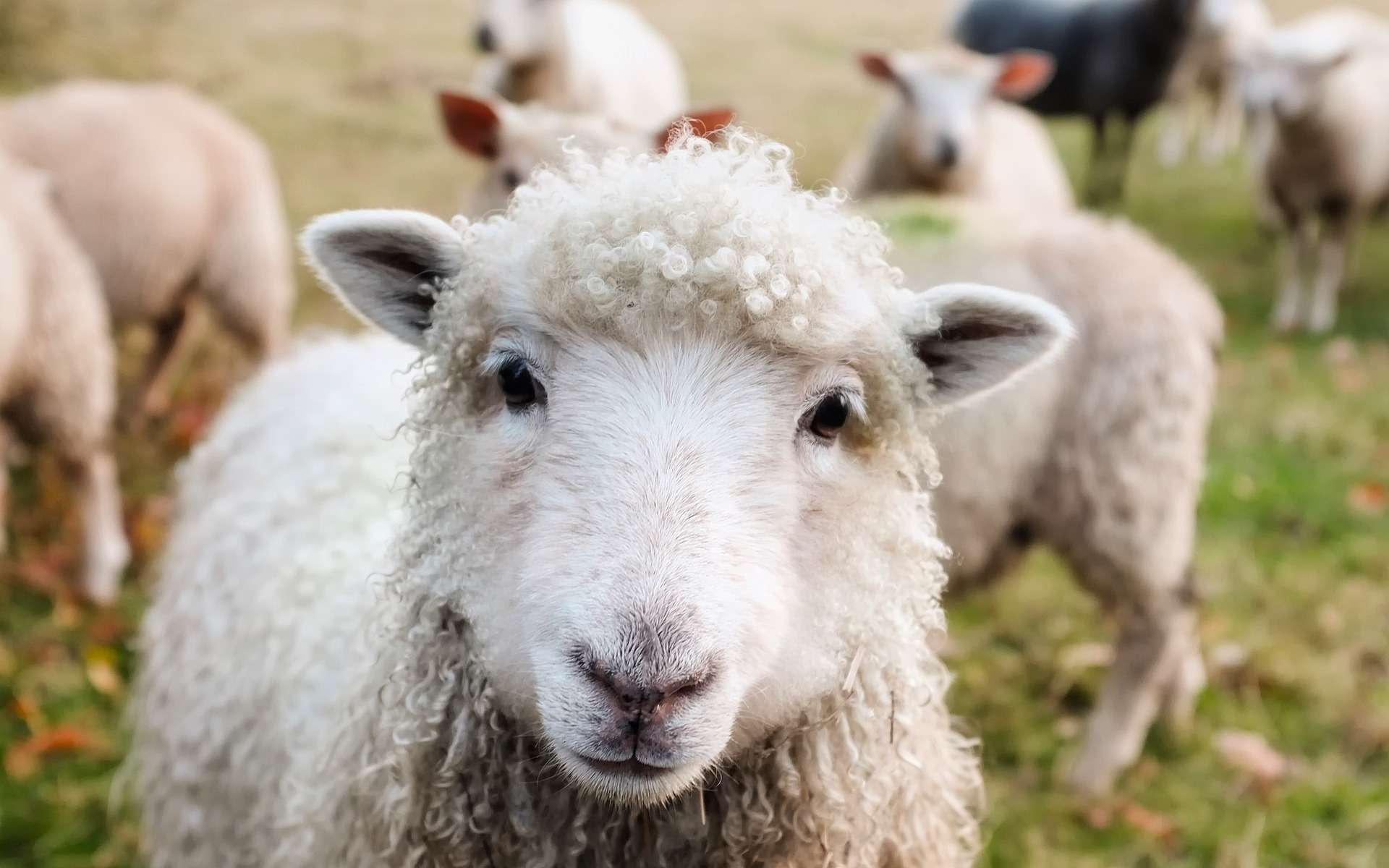 Le mystère des moutons qui tournent en rond : les pistes scientifiques pour l'expliquer