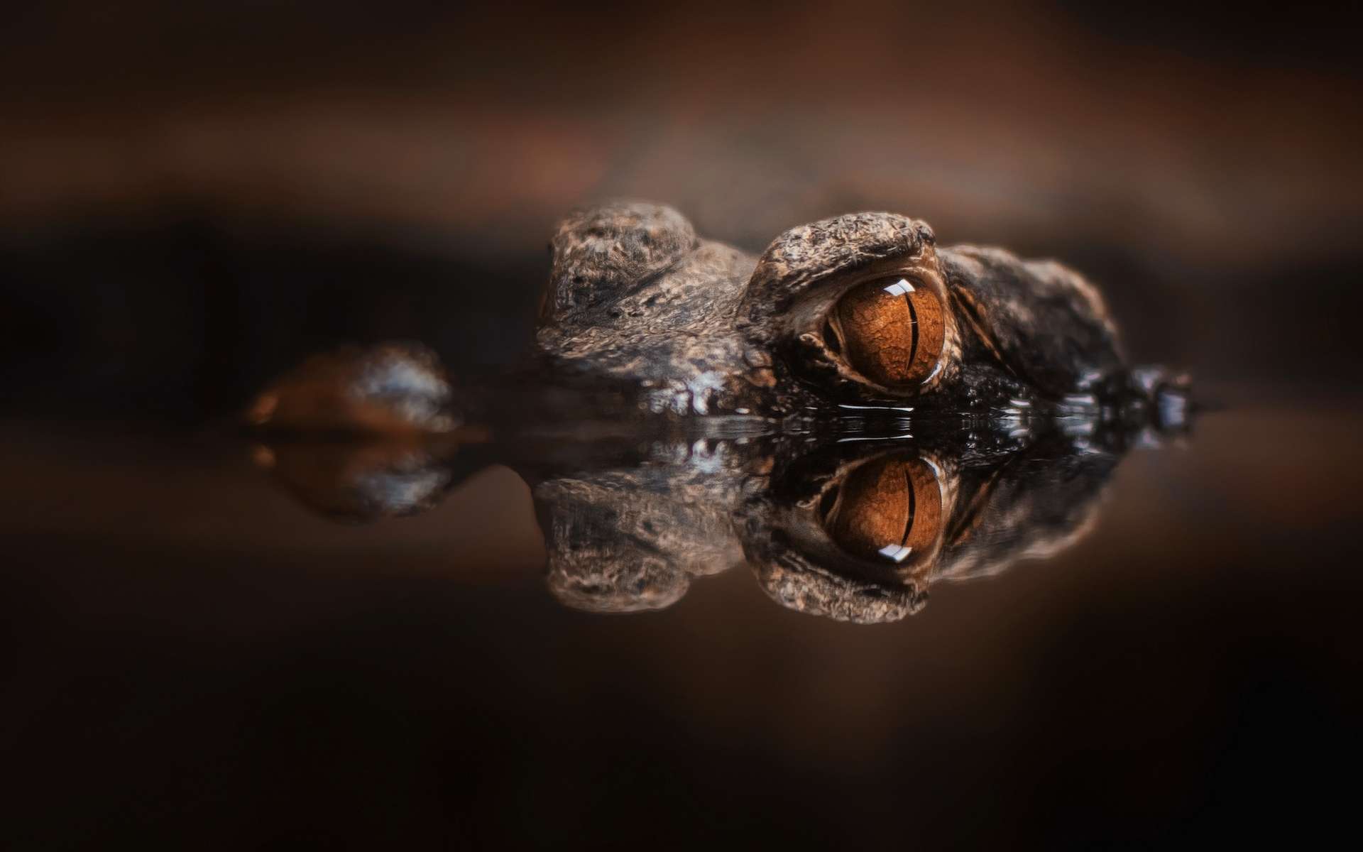 Ces crocodiles orange des cavernes cachent un secret évolutif fascinant