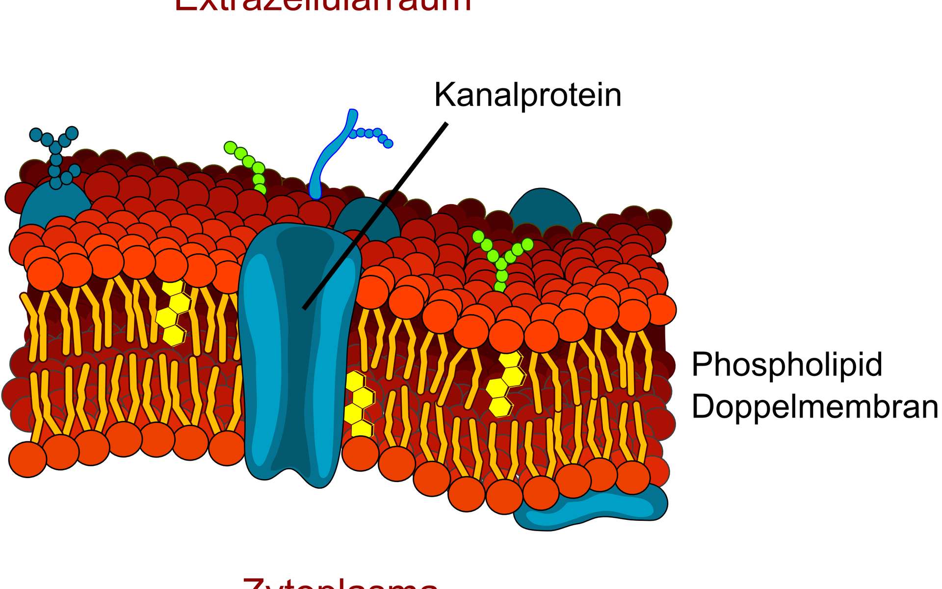 Structure Et Fonction De La Membrane Cellulaire Les Membranes Structure Et Fonction De La Membrane Cellulaire Les Membranes