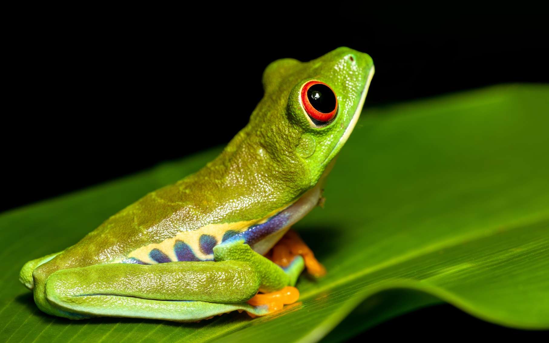 Les amphibiens sont en train de disparaître en silence !