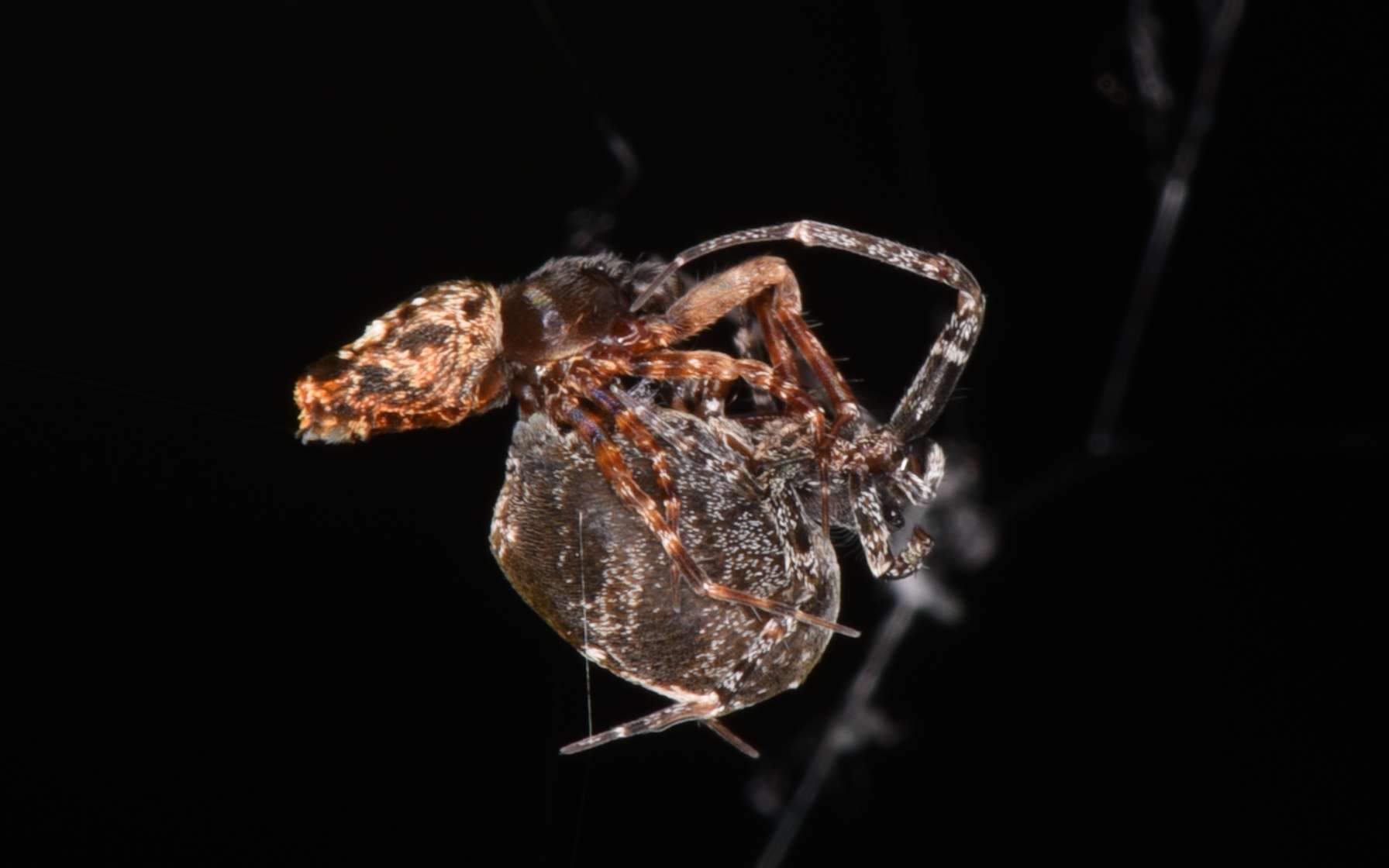 Cette araignée se catapulte pour ne pas être dévorée après l'accouplement !