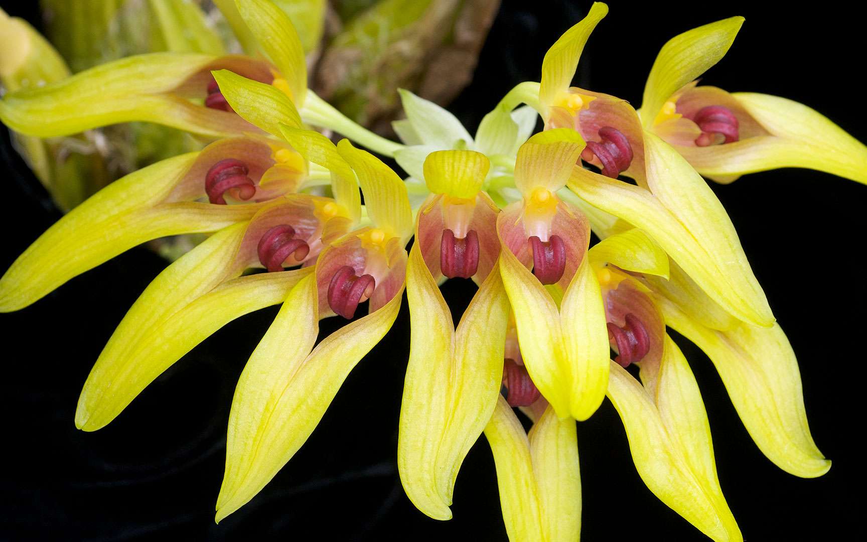 Photos Lorchidée Véritable Beauté De La Nature Par Éric Hunt