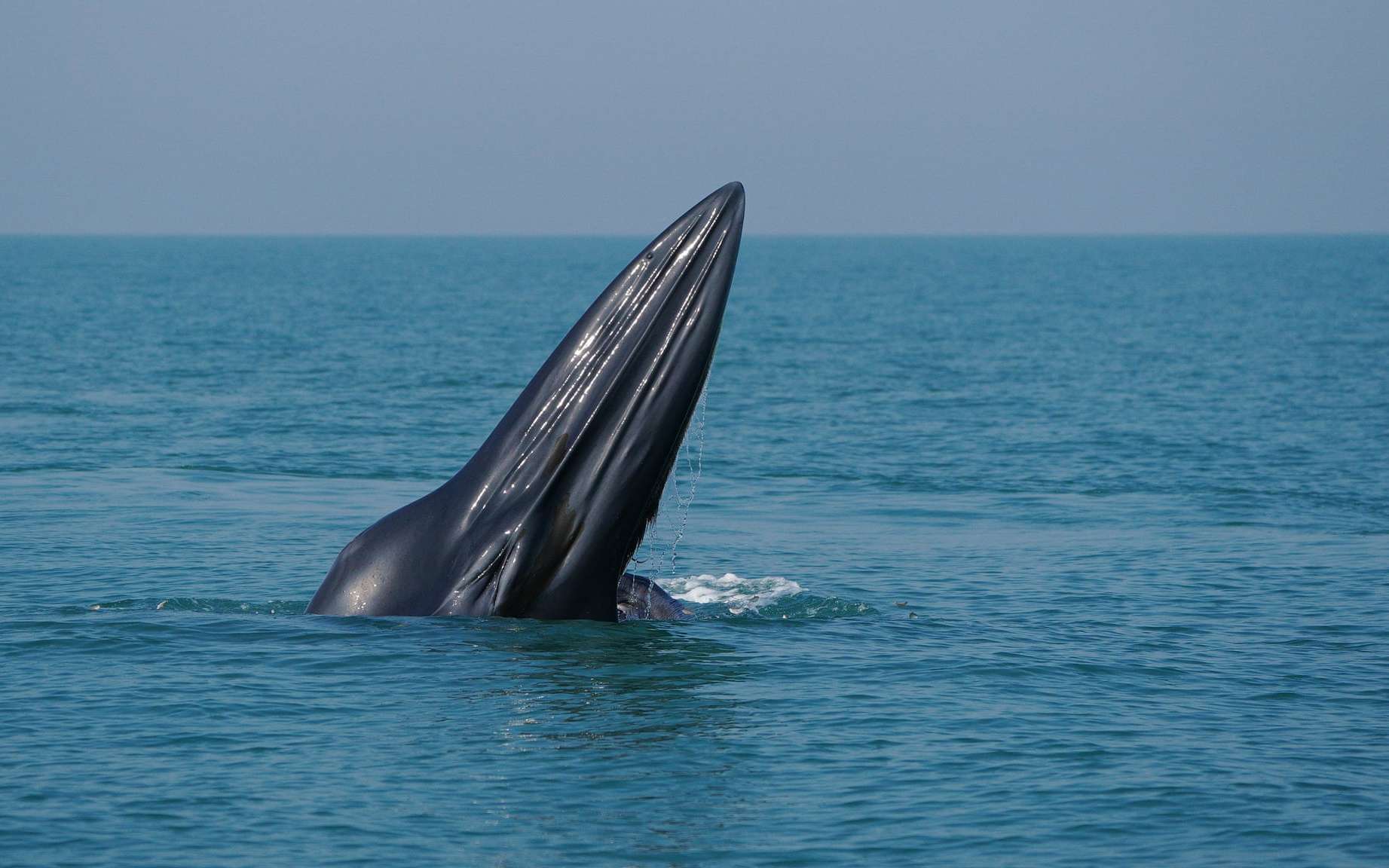 Cette nouvelle espèce de baleine décrite est déjà menacée d'extinction