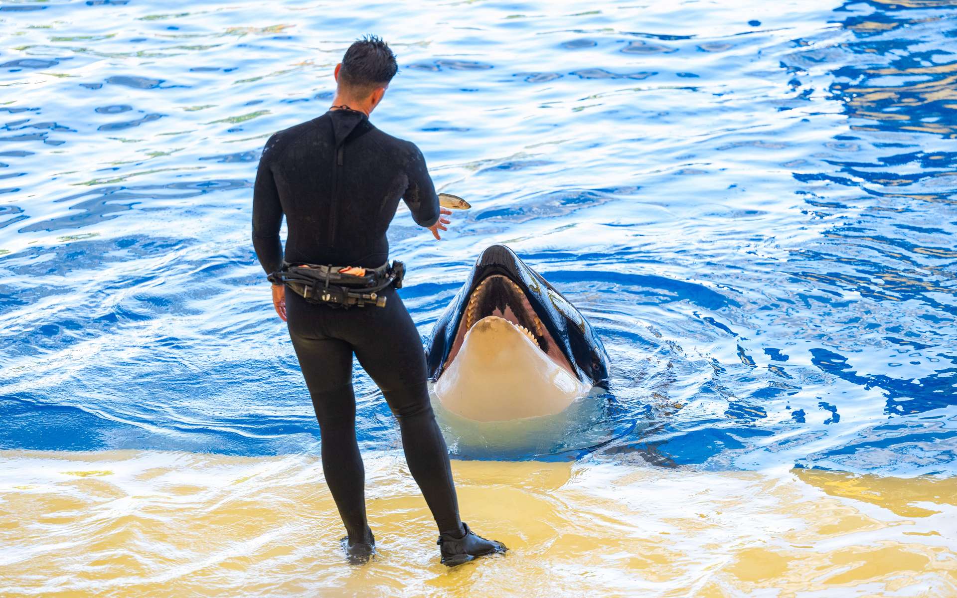 L'« exfiltration » des orques de Marineland vers le Japon dans des conditions dégradées inquiète