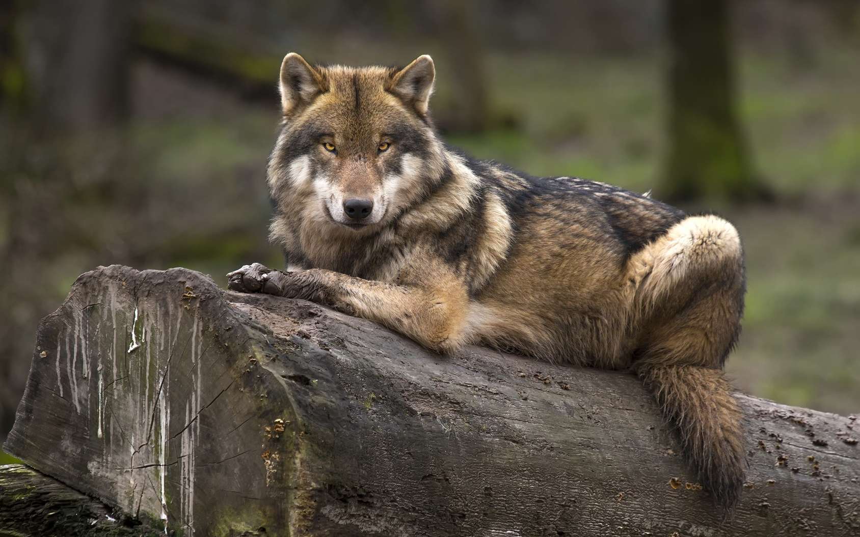 Des loups sont-ils en train de devenir des chiens