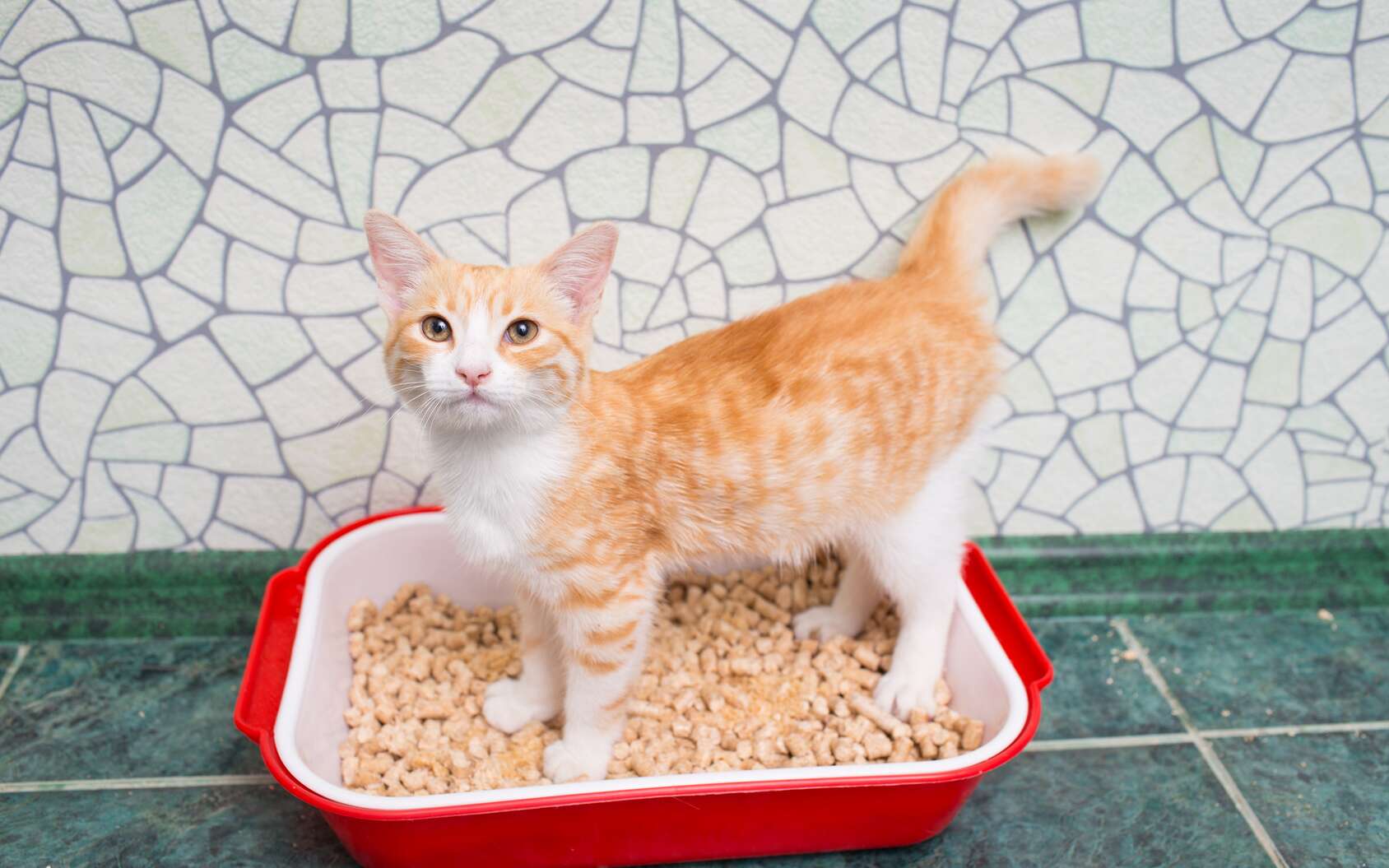 Quelle est la meilleure litière écologique pour chat ? © Evgenia Tiplyashina, fotolia