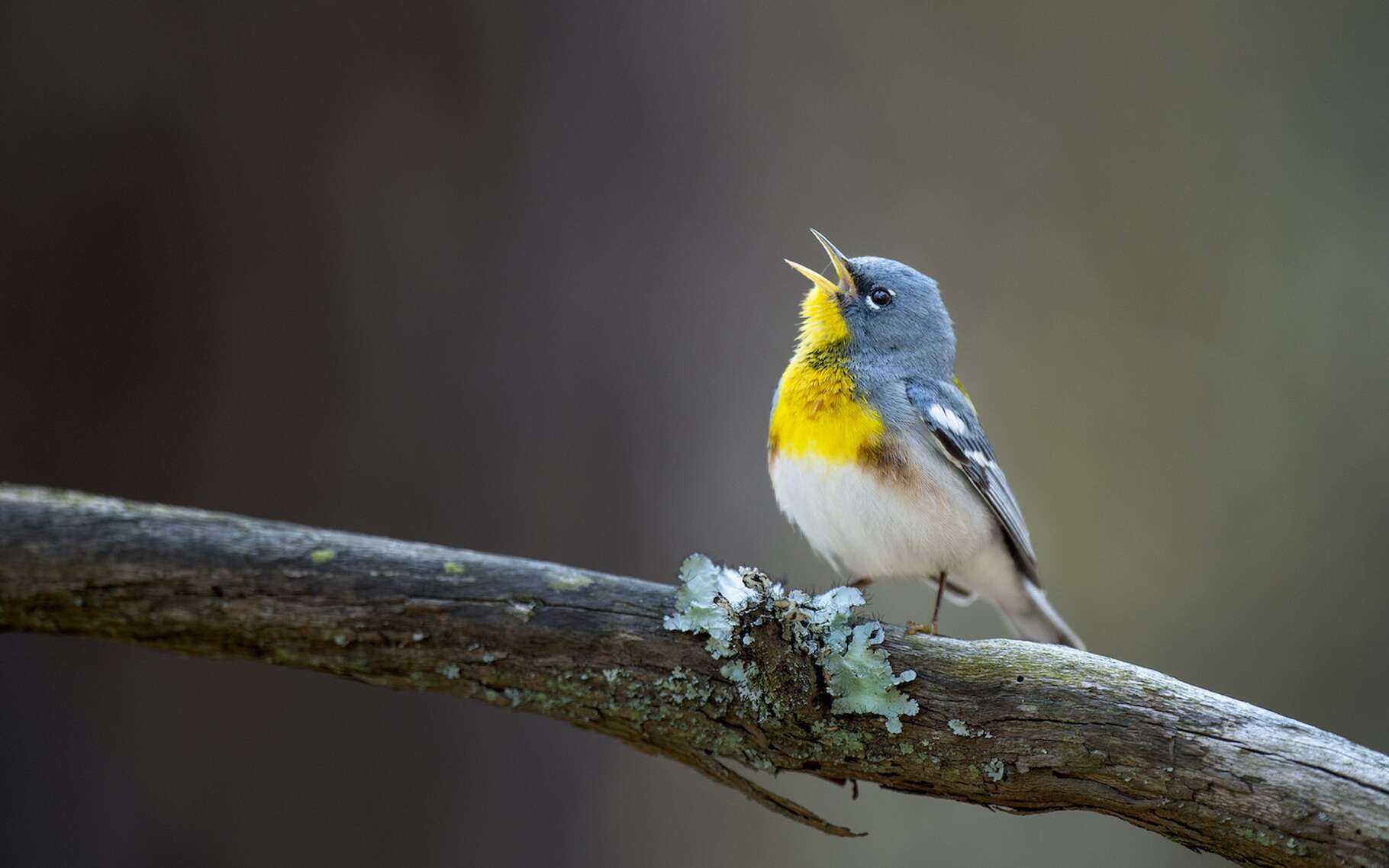 Les petits oiseaux commencent à pondre au moment du début du printemps, la plupart du temps un œuf par jour. © rayhennessy, Adobe Stock