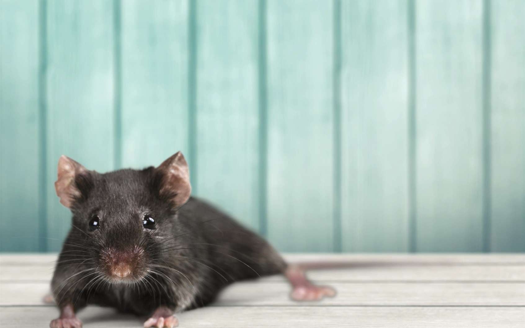 Des chercheurs ont réussi à reproduire, sur des souris, les symptômes de la progéria, un espoir dans la mise au point d'une thérapie génique contre cette maladie rare. © BillionPhotos.com, Fotolia