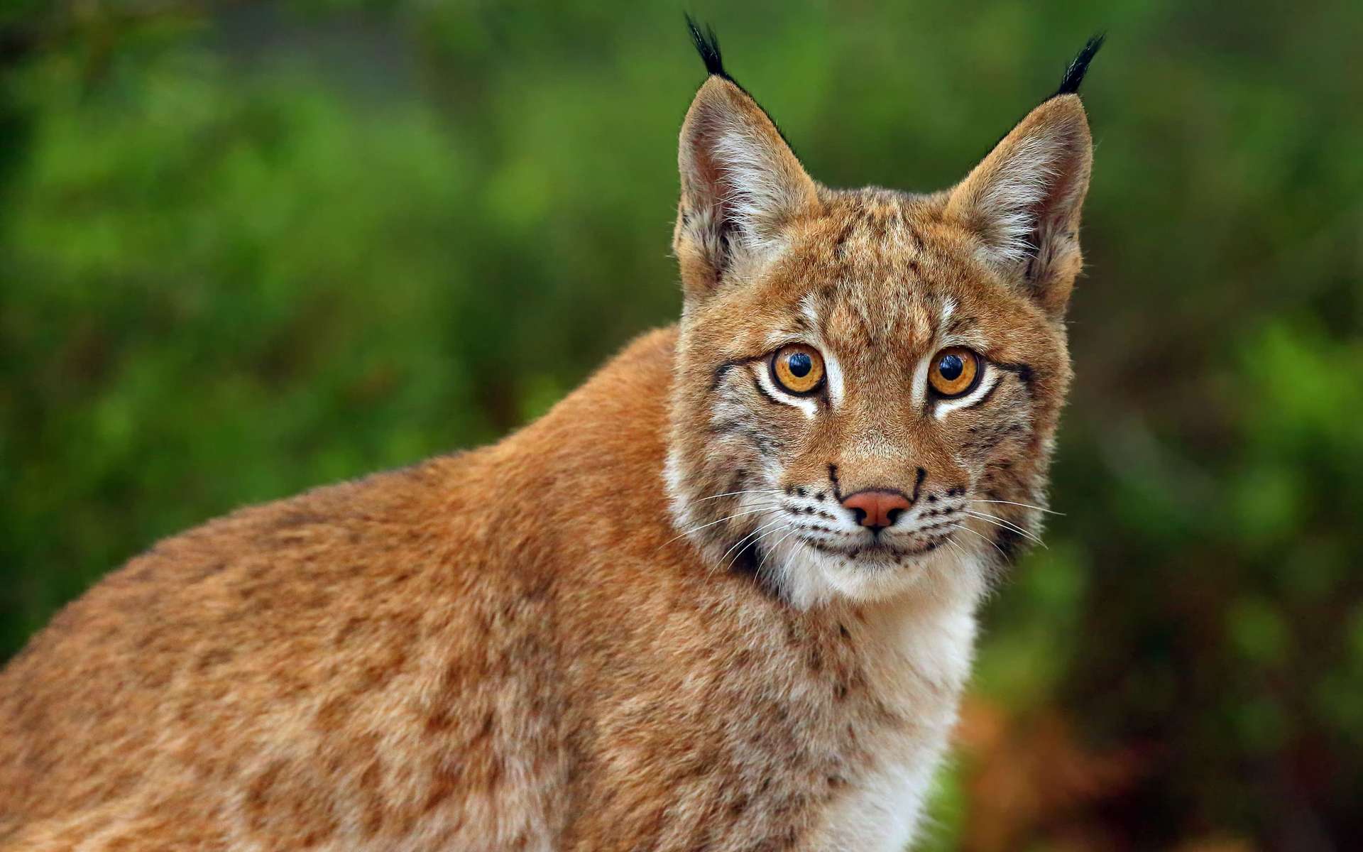 Les deux plus grandes menaces qui pèsent sur les lynx en France