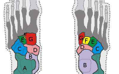 Cheville (anatomie) — Wikipédia