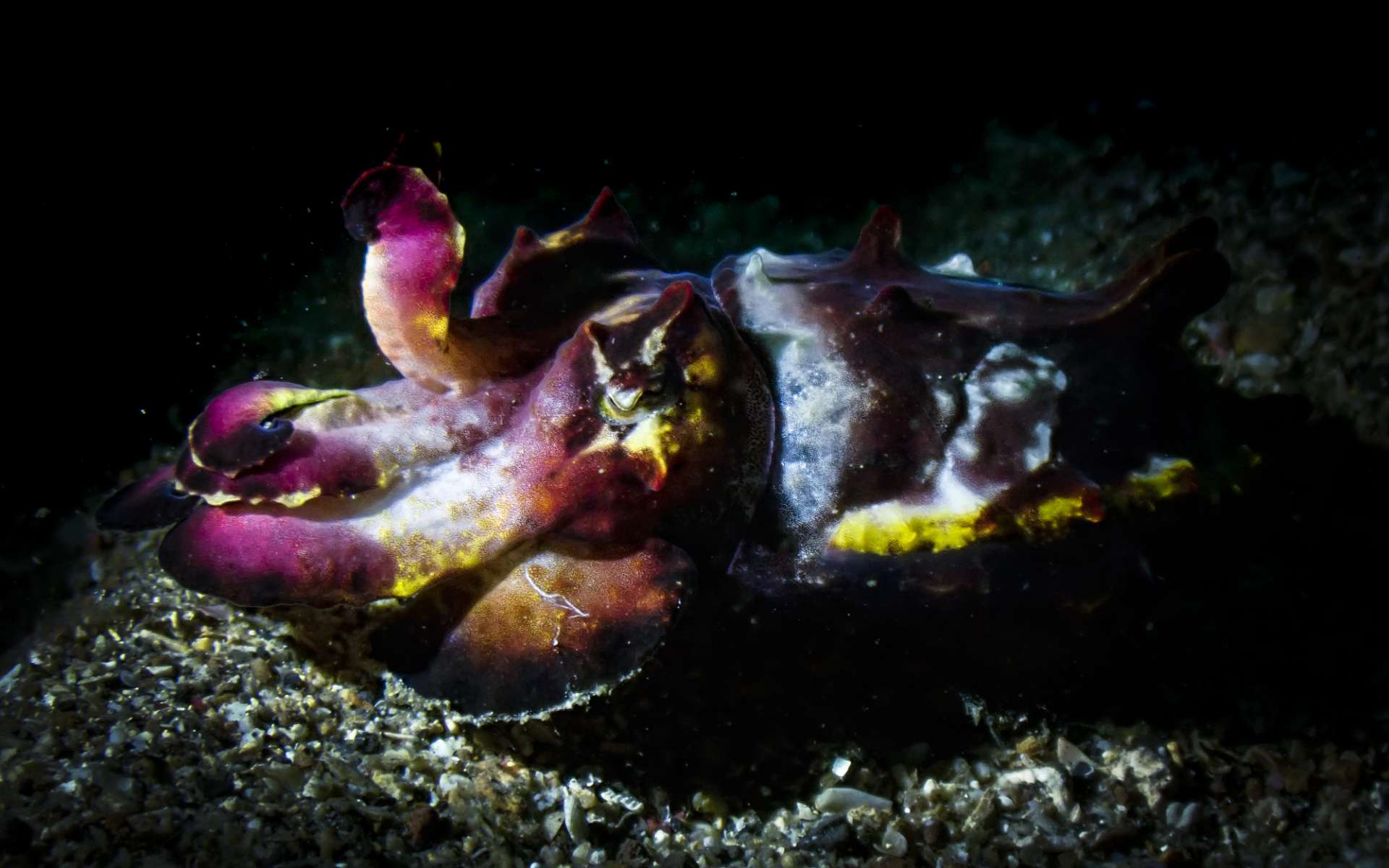 Étrangeté du vivant : la seiche flamboyante ne montre ses belles couleurs que dans certaines occasions