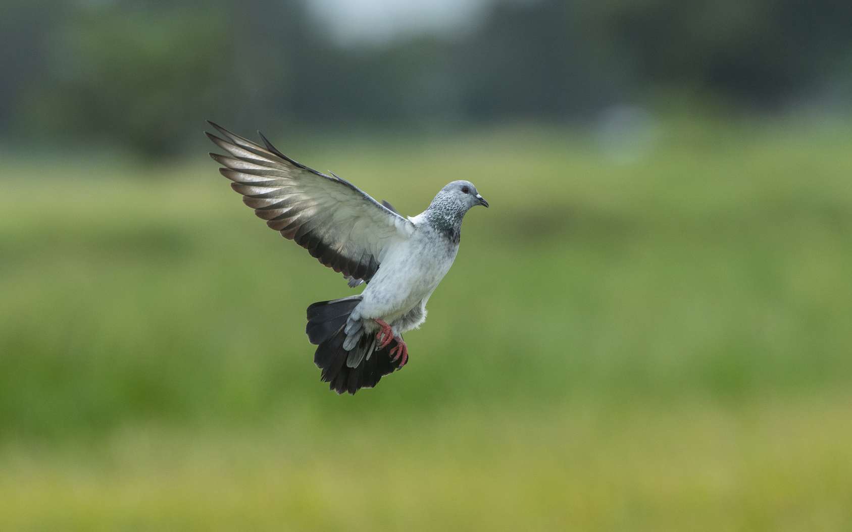 Biomimétisme : un drone inspiré des oiseaux pour se faufiler à haute vitesse. © chamnan phanthong, Fotolia