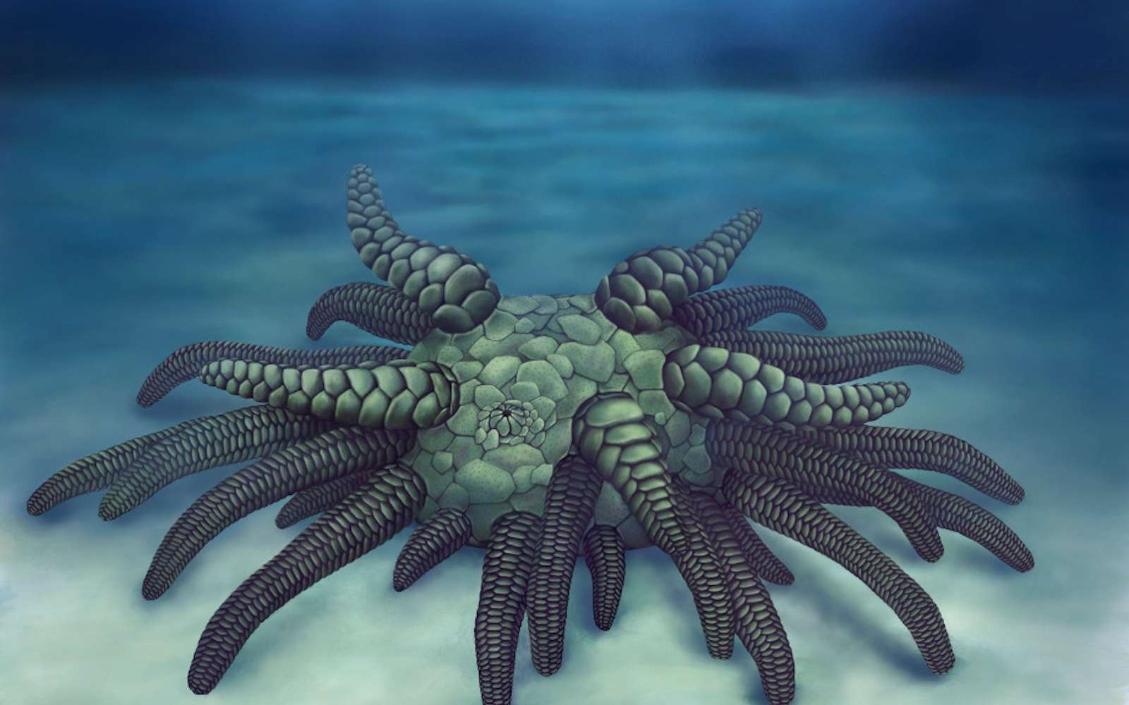 Cette étrange créature à 45 tentacules tire son nom du monstre de Lovecraft, Cthulhu. © Elissa Martin, Yale Peabody, Museum of Natural History