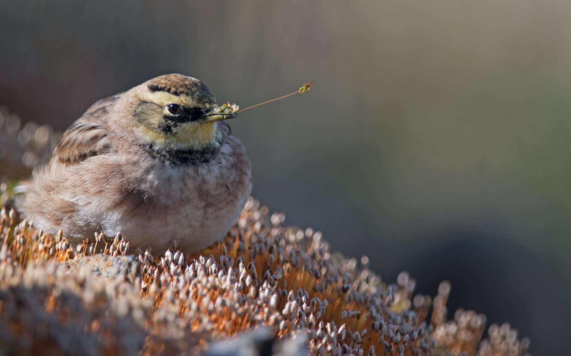 Un oiseau du dernier âge de glace incroyablement bien conservé dans le pergélisol