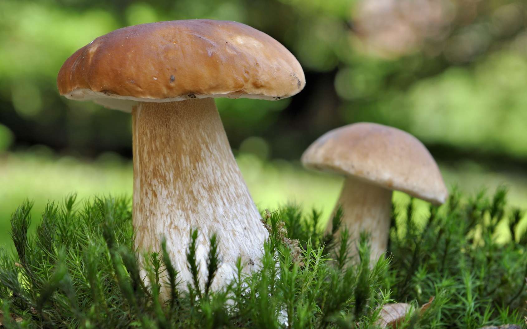 Eating mushrooms would reduce the risk of prostate cancer