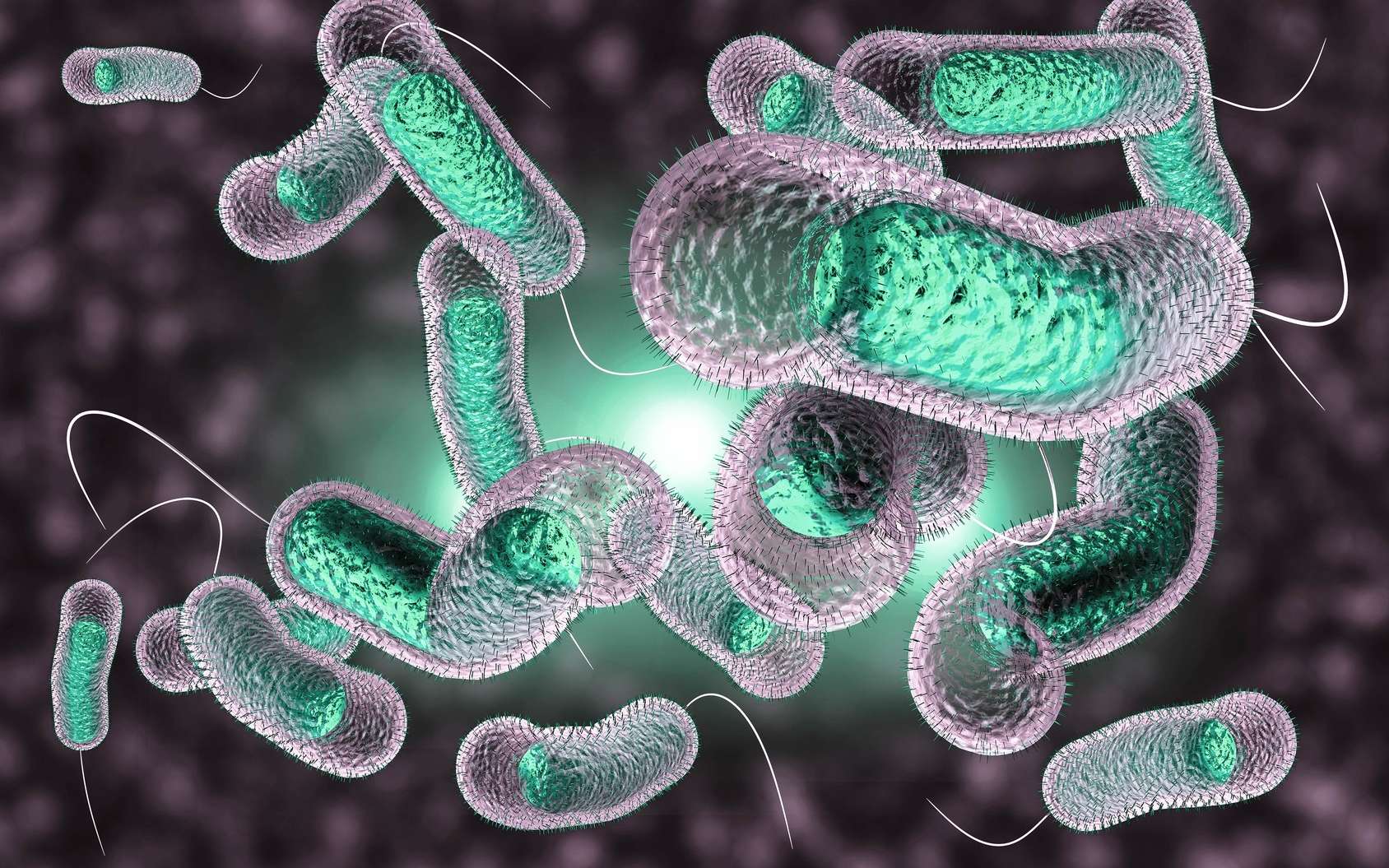 Les chercheurs ont travaillé sur l’agent responsable du choléra, Vibrio cholerae. © Ezume Images, Fotolia