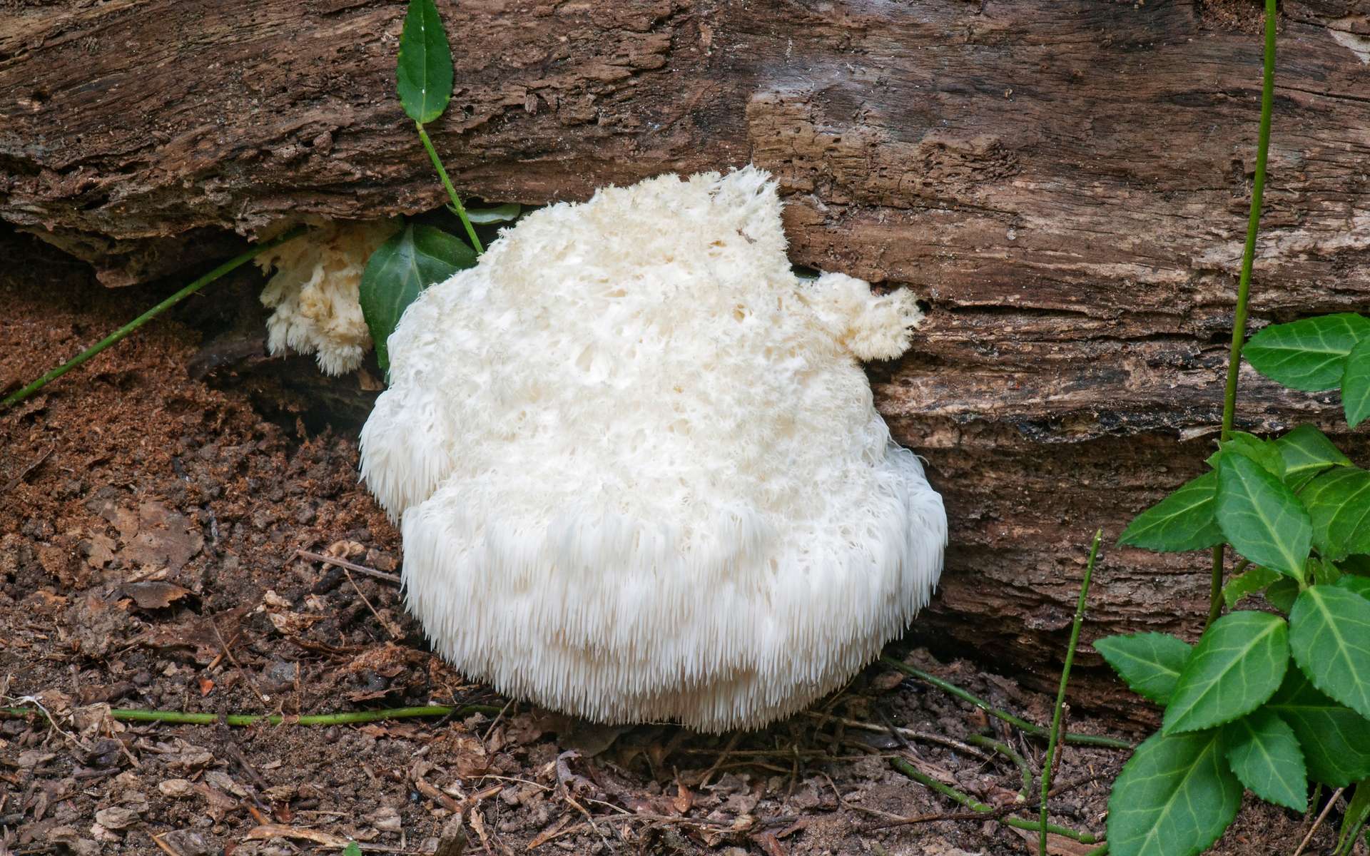 Étrangeté du vivant : un curieux champignon blanc et velu pousse sur les arbres