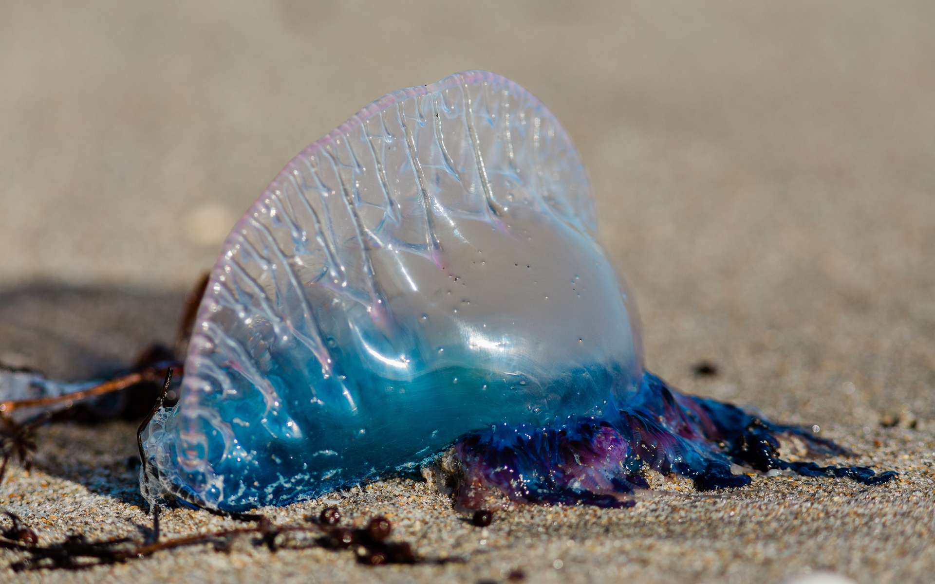 Des plages fermées, des vacanciers inquiets : pourquoi la galère portugaise sème-t-elle la panique sur les côtes ?