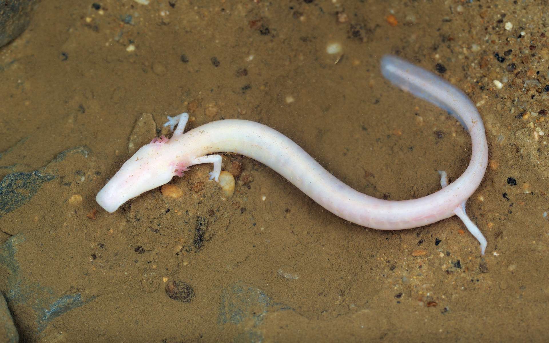 Incroyable : cette salamandre n'a pas bougé pendant 7 ans !