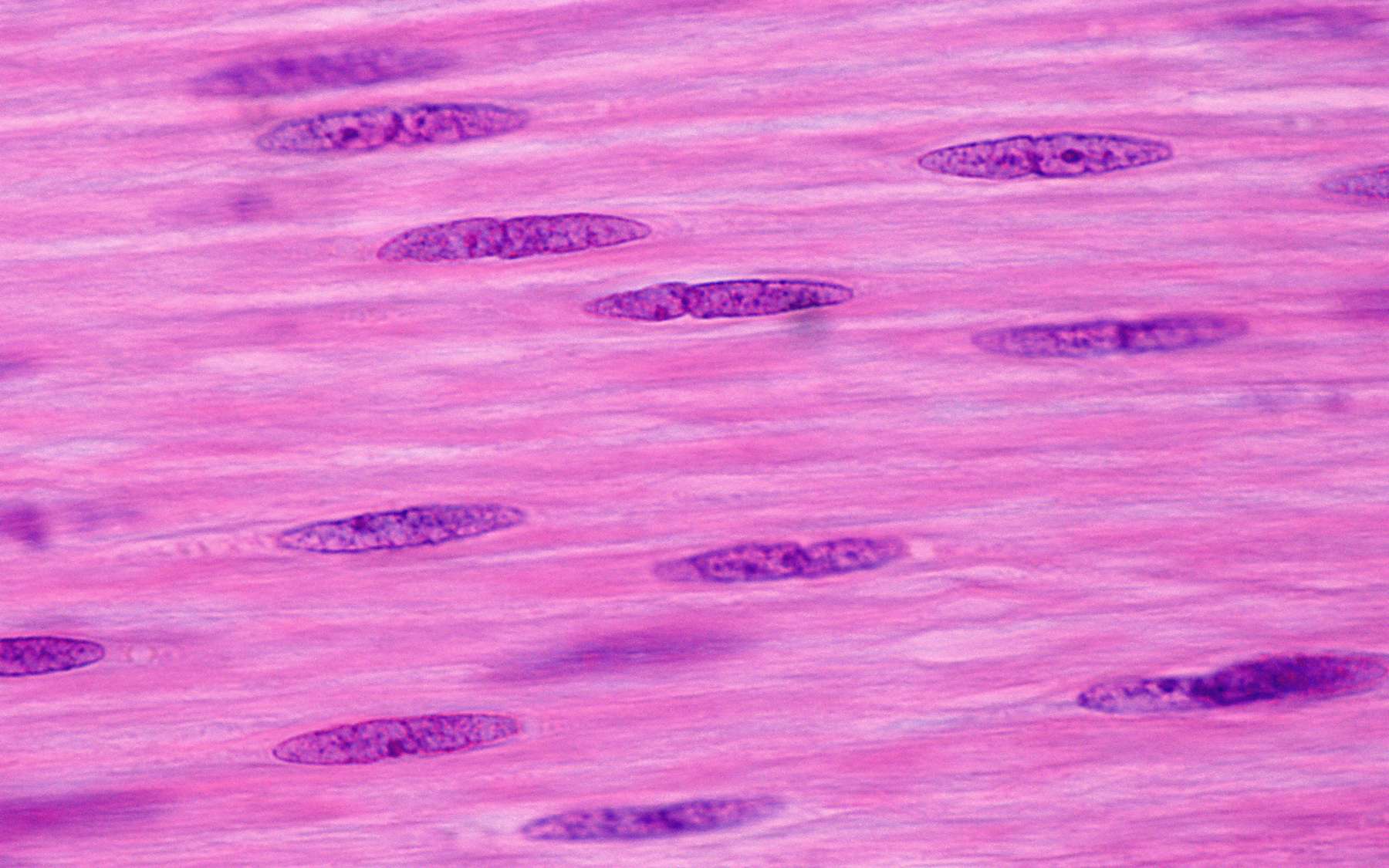 Des cellules de muscle lisse (CML). © JosLuis, Adobe Stock