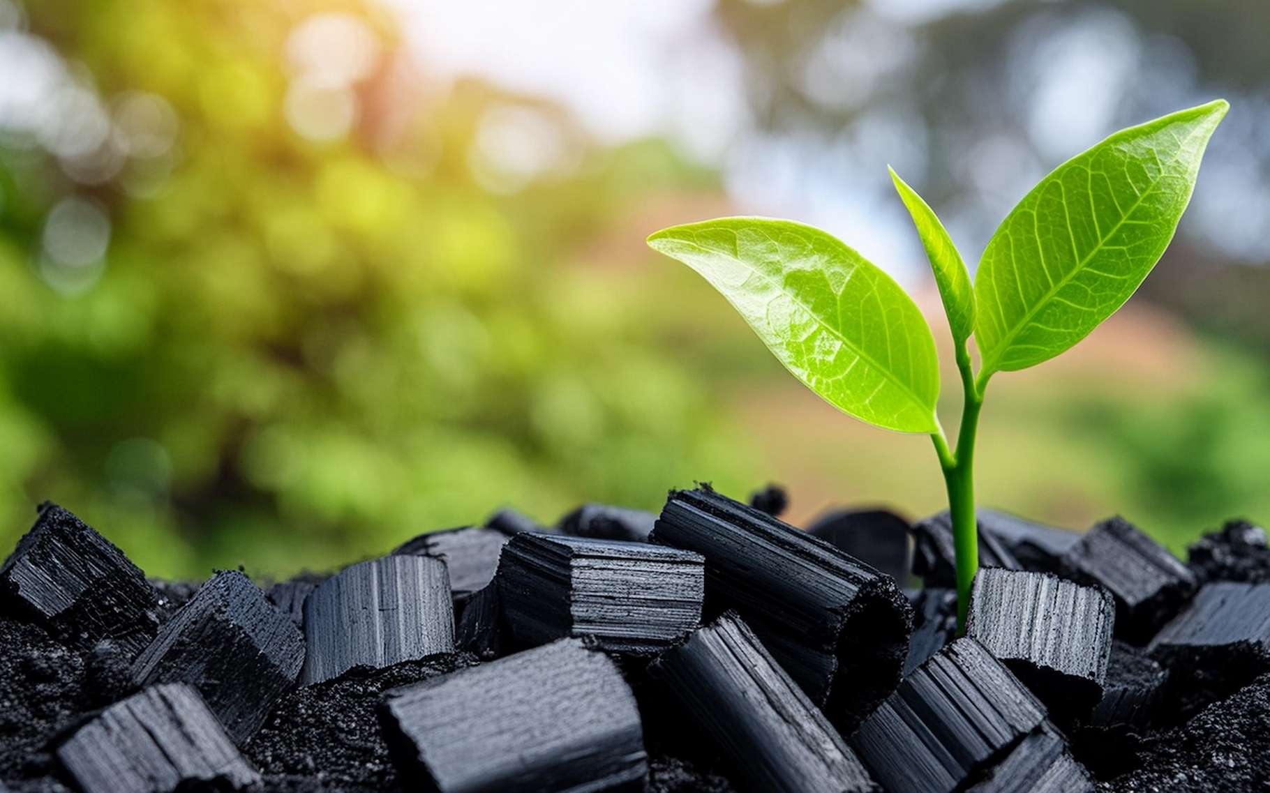 Biochar : la technologie cachée qui pourrait révolutionner la lutte contre le CO !