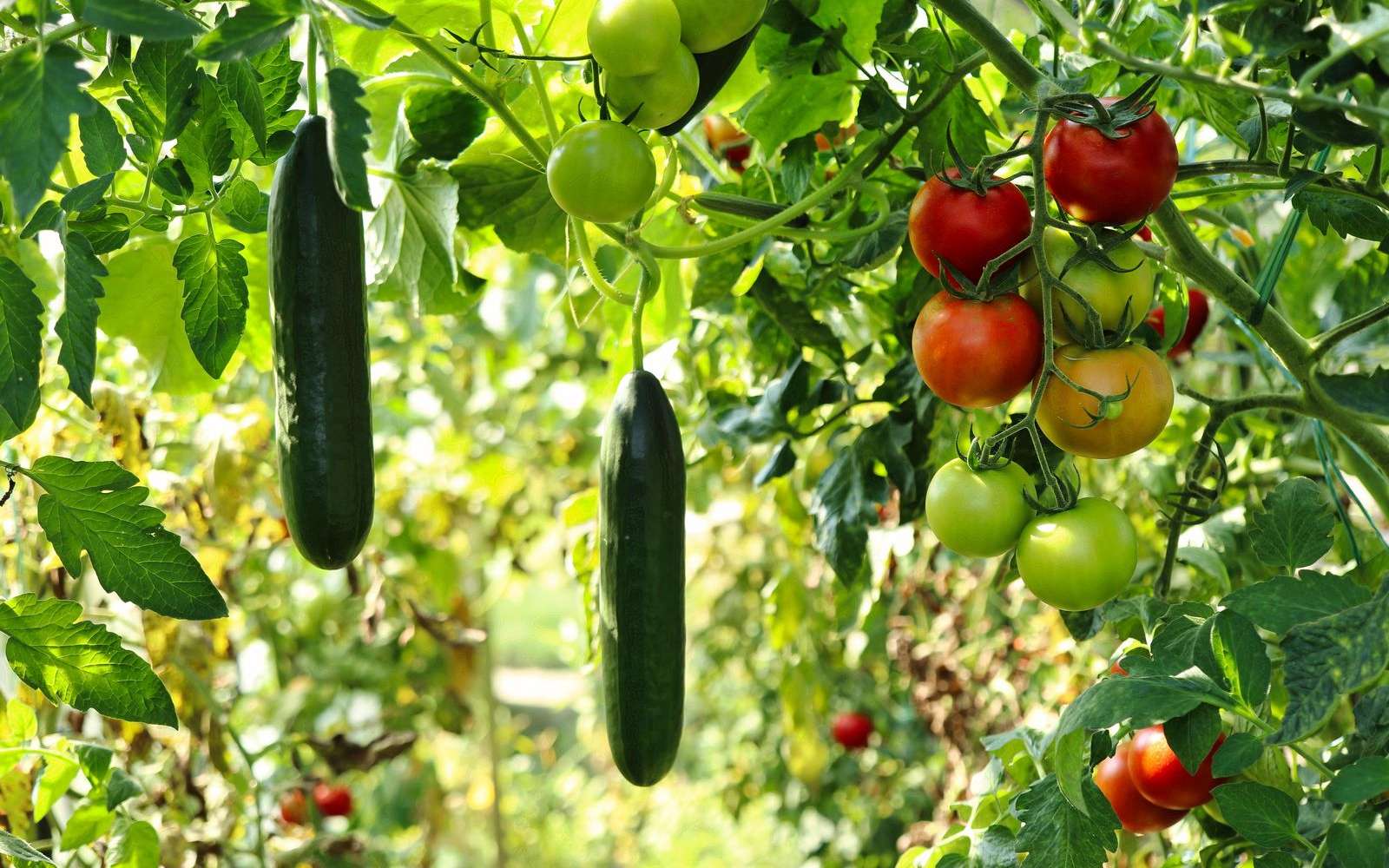 Cinq travaux à effectuer au jardin bio en juin