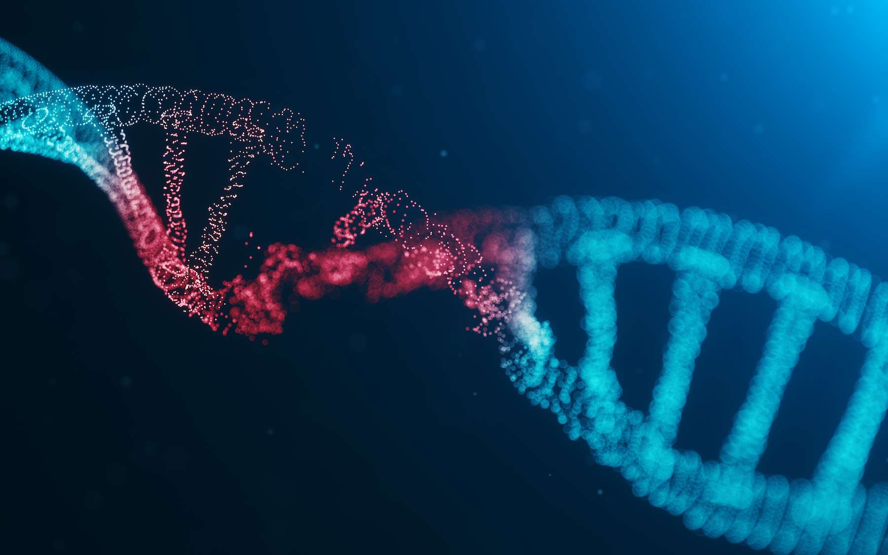 Un intron est une partie non codante de l’ADN qui sert de marqueur au processus d’épissage. © rost9, Adobe Stock