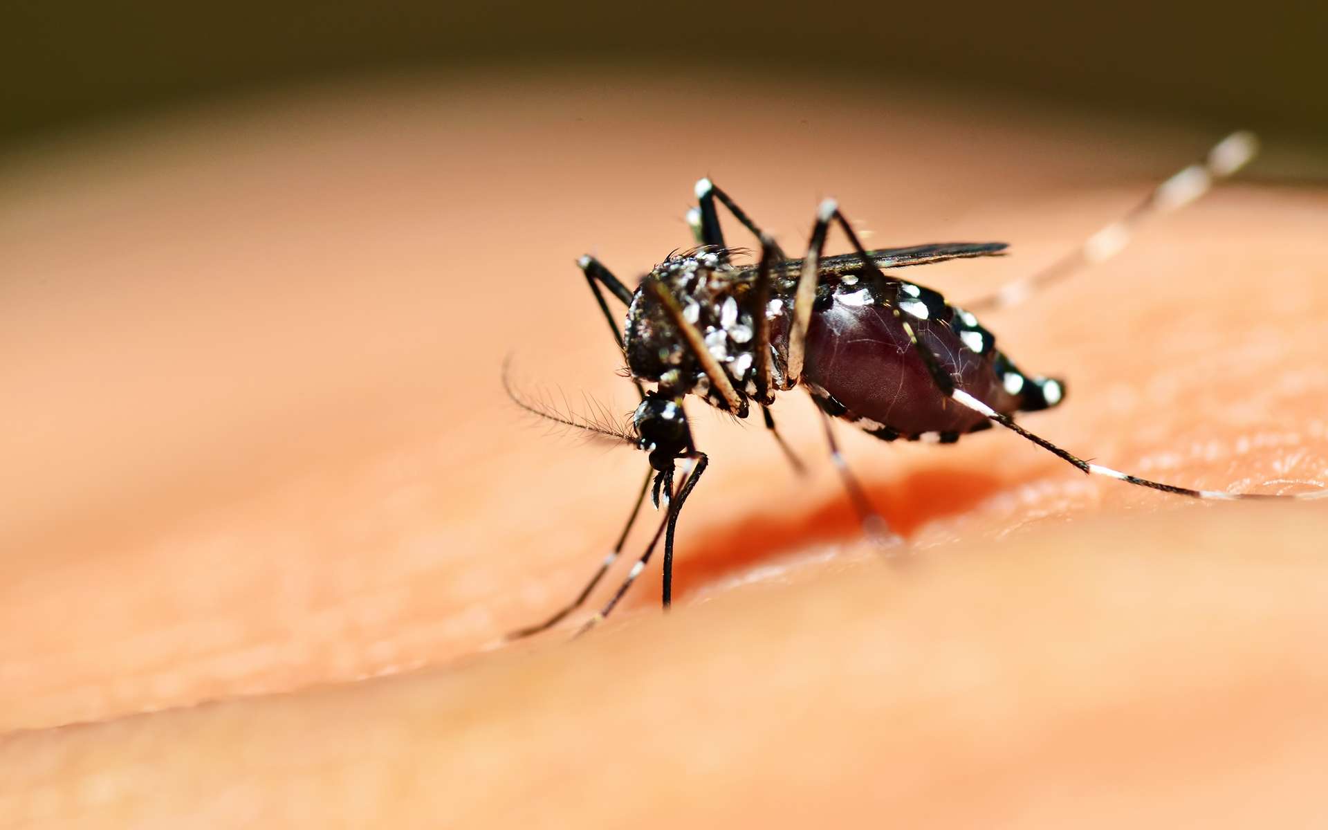 Les moustiques du genre Aedes transmettent des flavivirus. © mrfiza, Shutterstock
