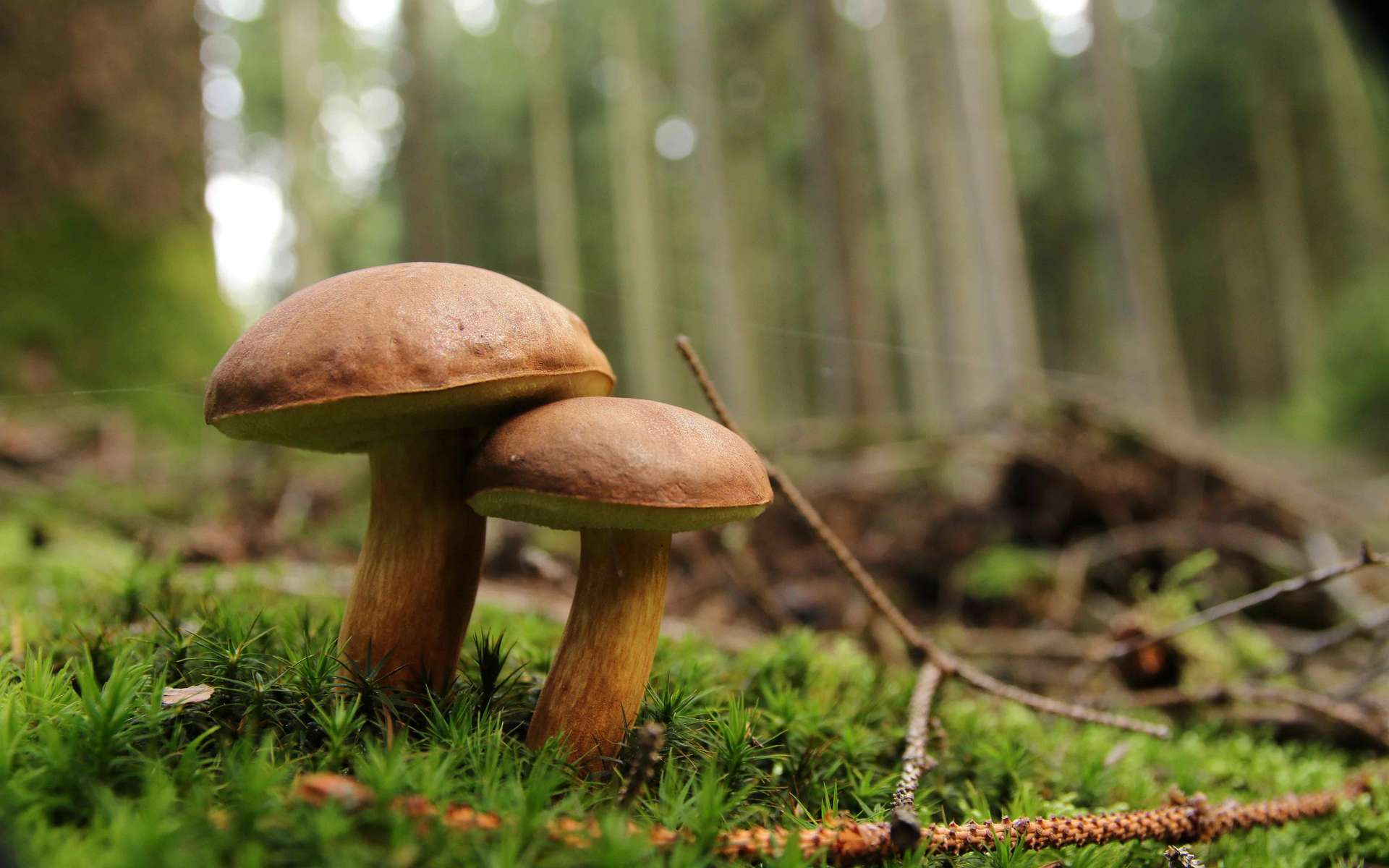 champignons dans le forêt après le pluie. comestible et toxique