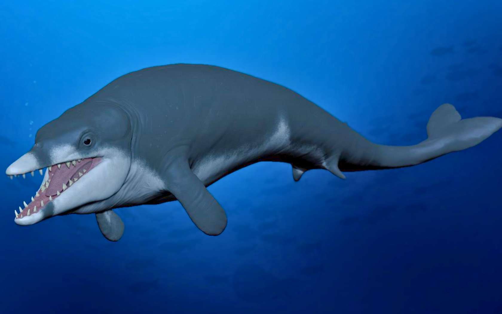 Cette baleine préhistorique a-t-elle rapetissé à cause d'un réchauffement climatique ?