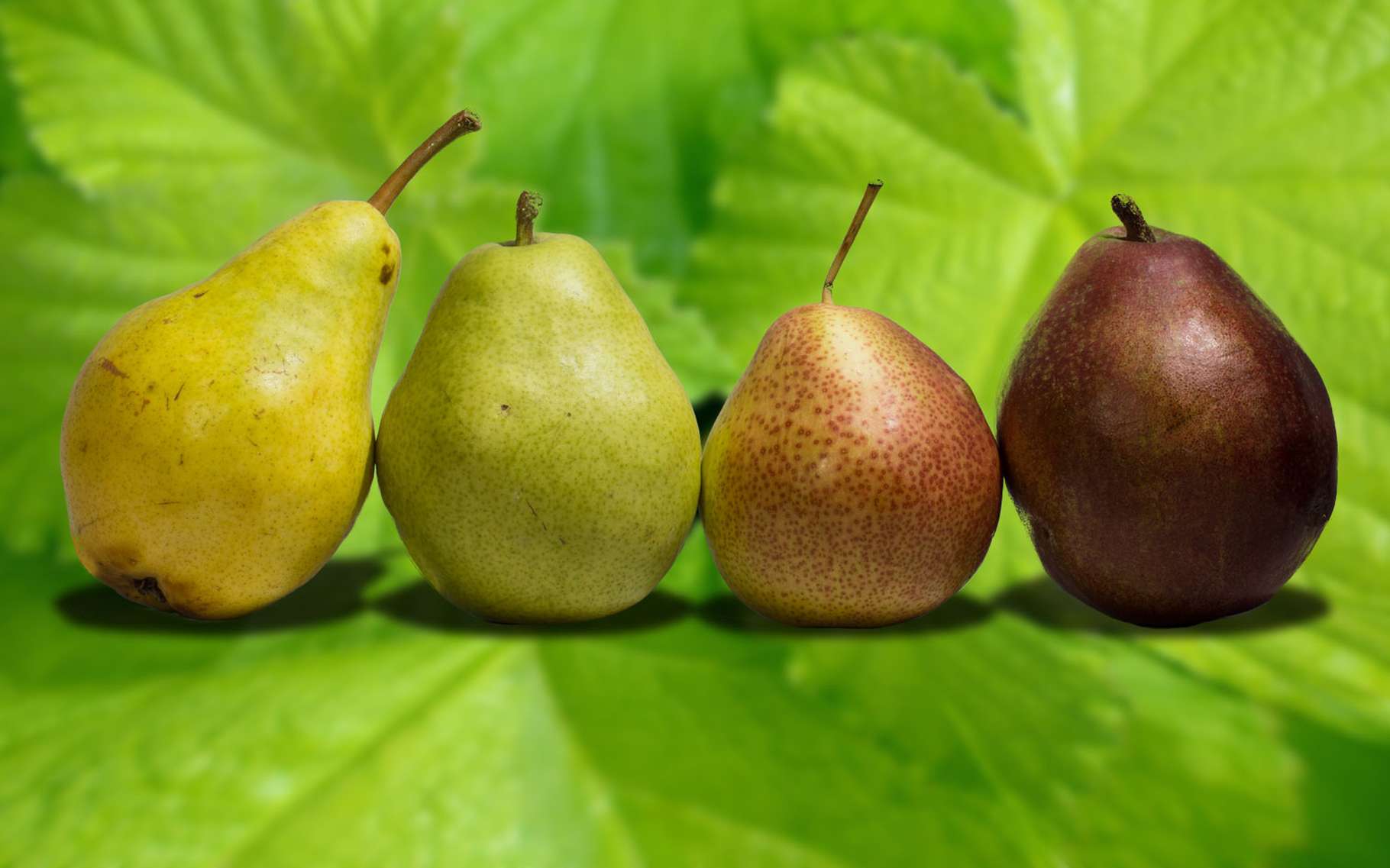 Le poirier : variétés et taille | Dossier