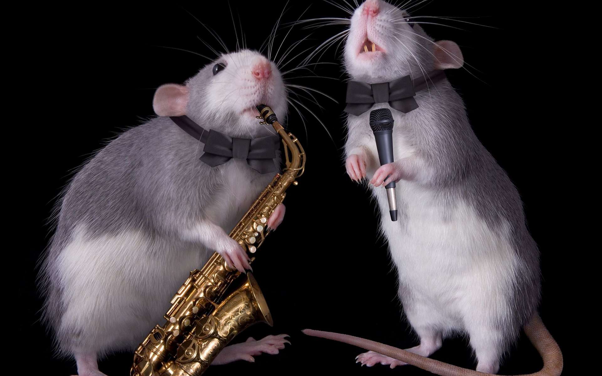 Les rats aussi bougent en rythme sur la musique