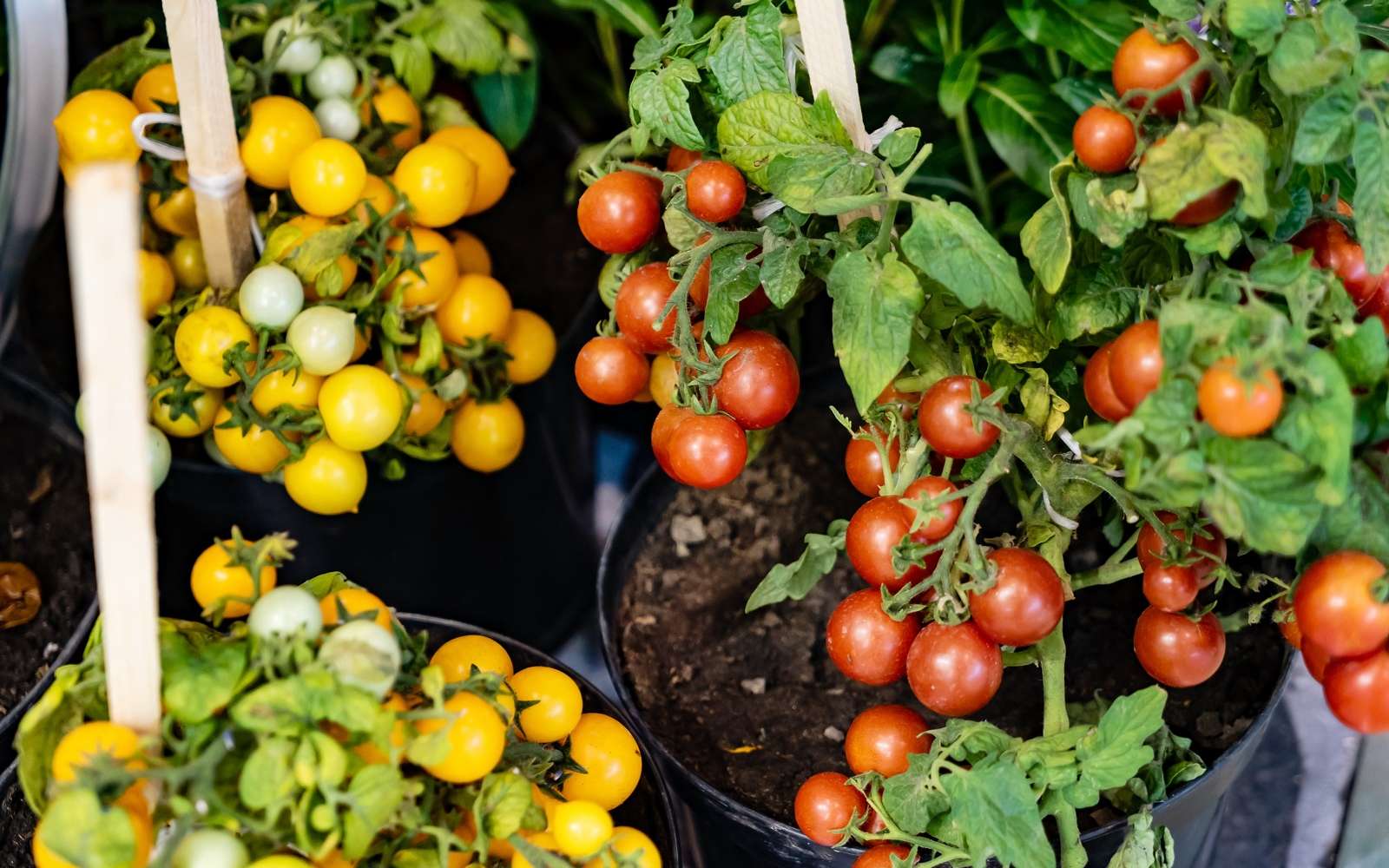 Variétés de tomates cerises à fruits rouges et jaunes. © Maksim Shebeko, Adobe Stock