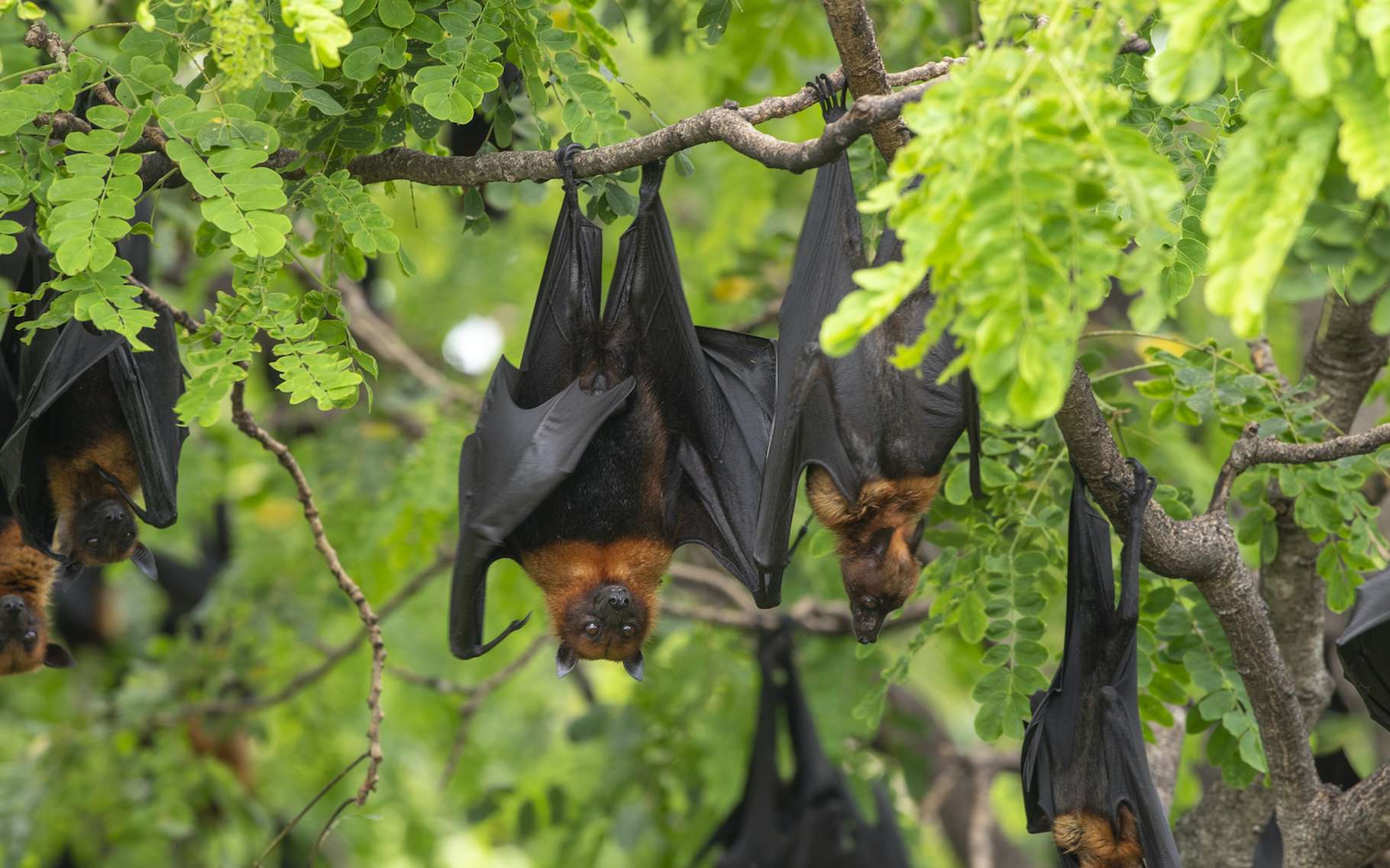 Le réchauffement climatique a-t-il accéléré l'apparition du SARS-CoV-2 ?