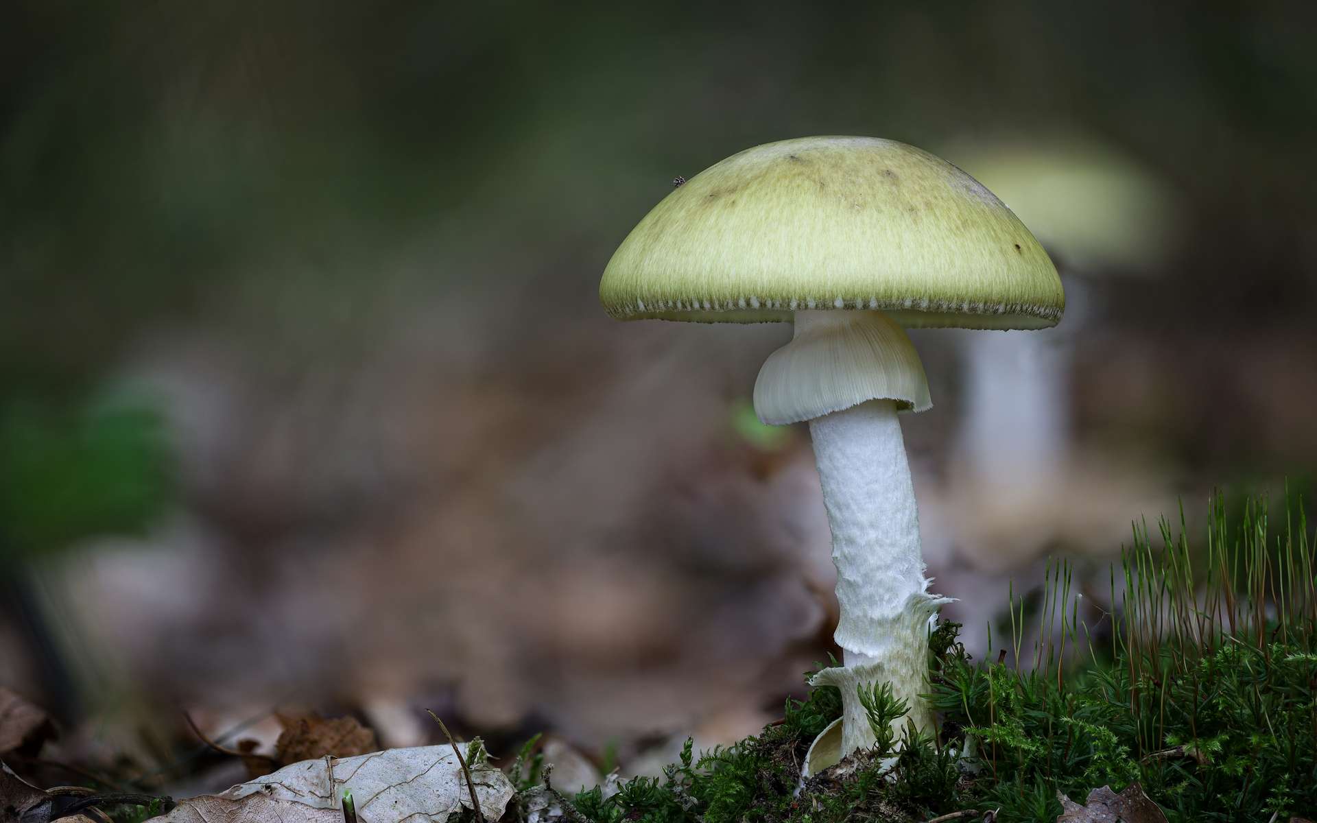 Un des champignons les plus mortels au monde est répandu en France !