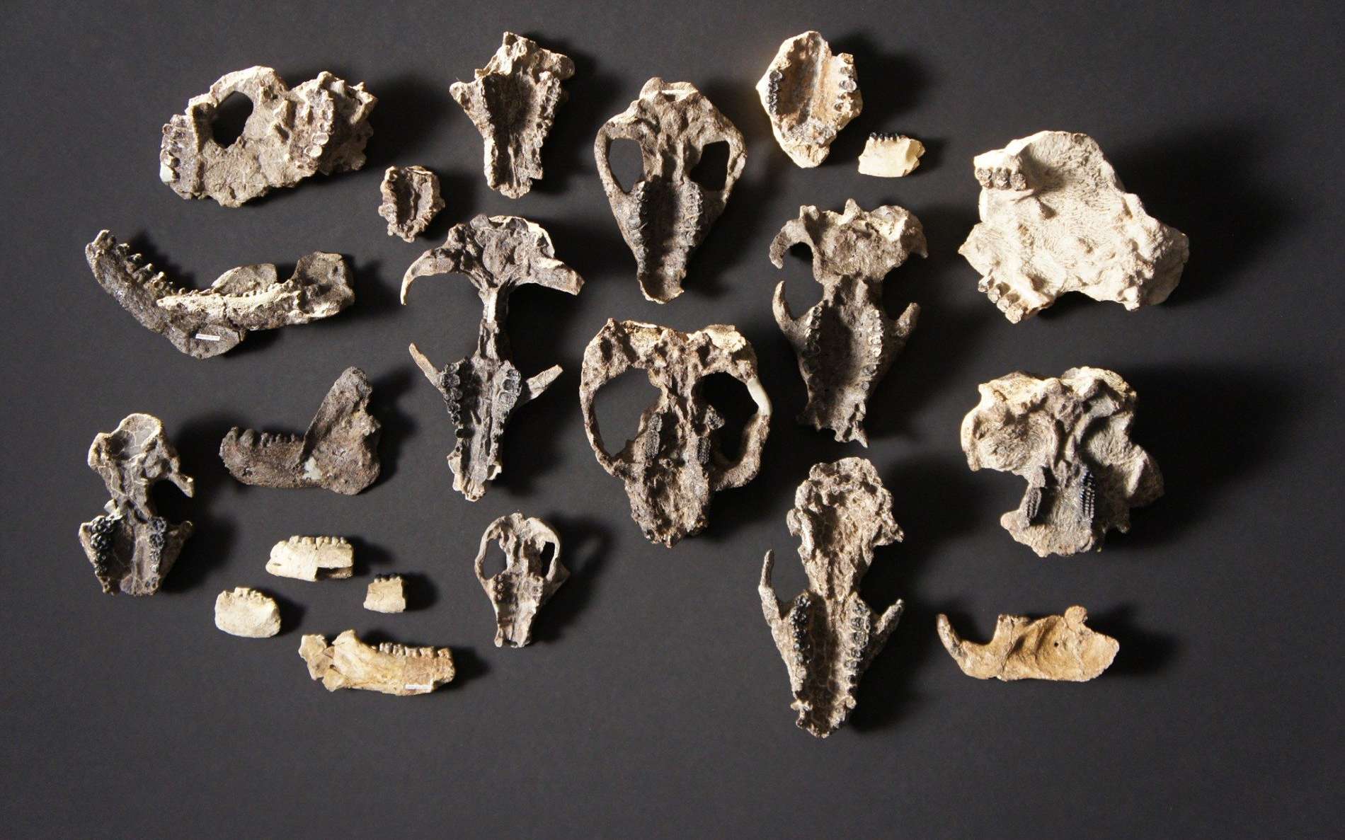 Une collection de fossiles de mammifères. © HHMI Tangled Bank Studios