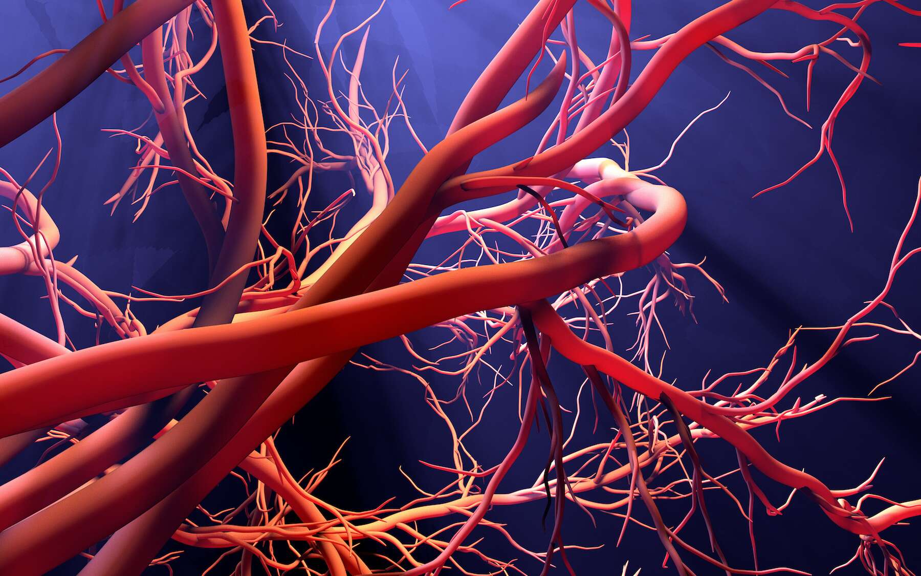 Des scientifiques ont réussi à recréer des vaisseaux sanguins en laboratoire