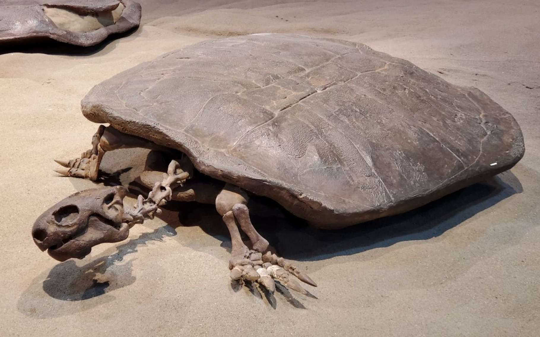 Dans un œuf de tortue fossilisé, des chercheurs de l’université de Wuhan (Chine) sont parvenus à identifier une tortue terrestre géante connue sous le nom de Yuchelys nanhsiungchelyids. Ici un exemplaire fossilisé trouvé au Canada. © Royal Tyrrell Museum