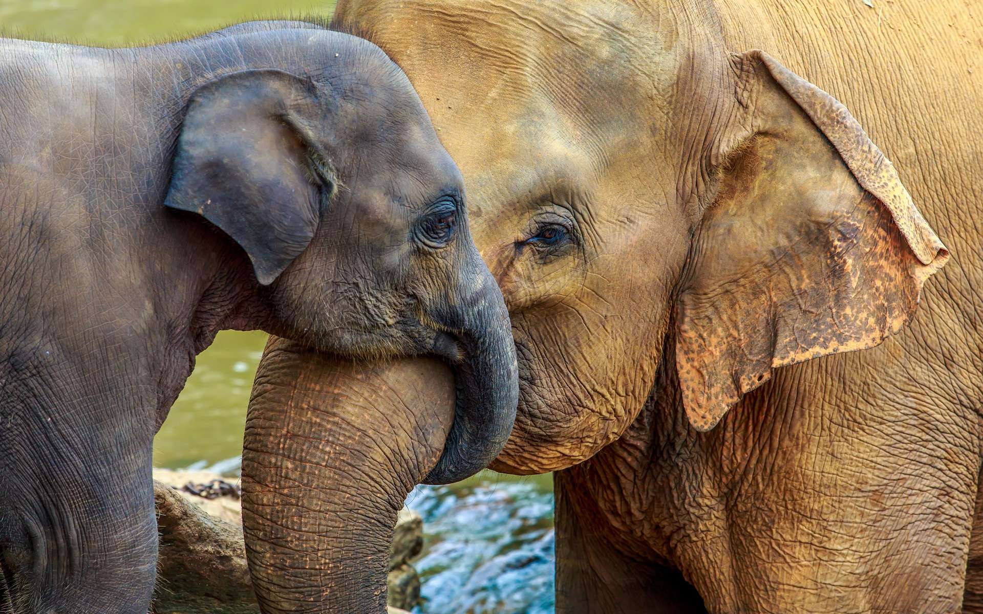 L'énorme densité neuronale des éléphants impressionne les scientifiques