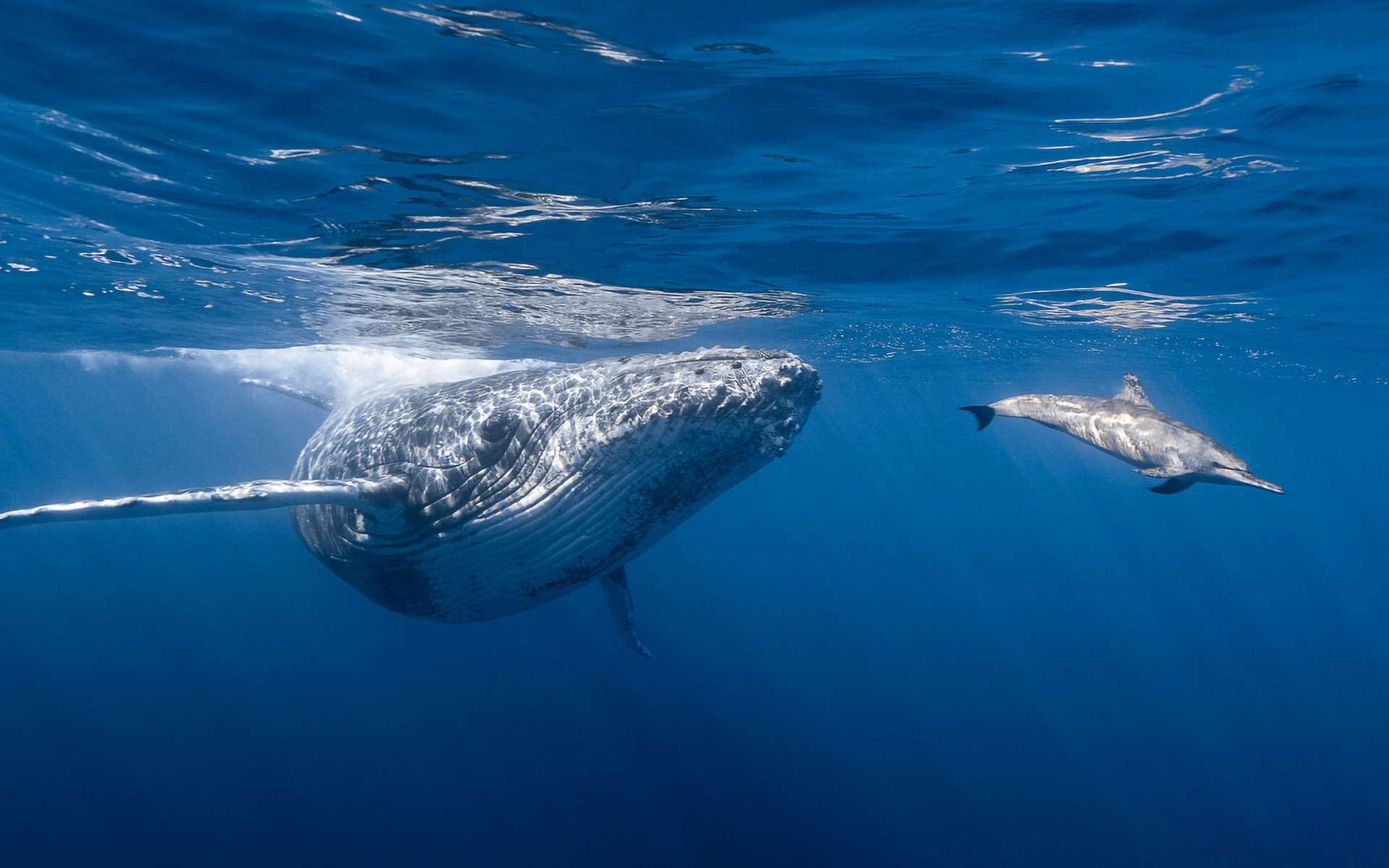 Une découverte qui réchauffe le coeur : un lien étonnant unit les baleines et les dauphins !