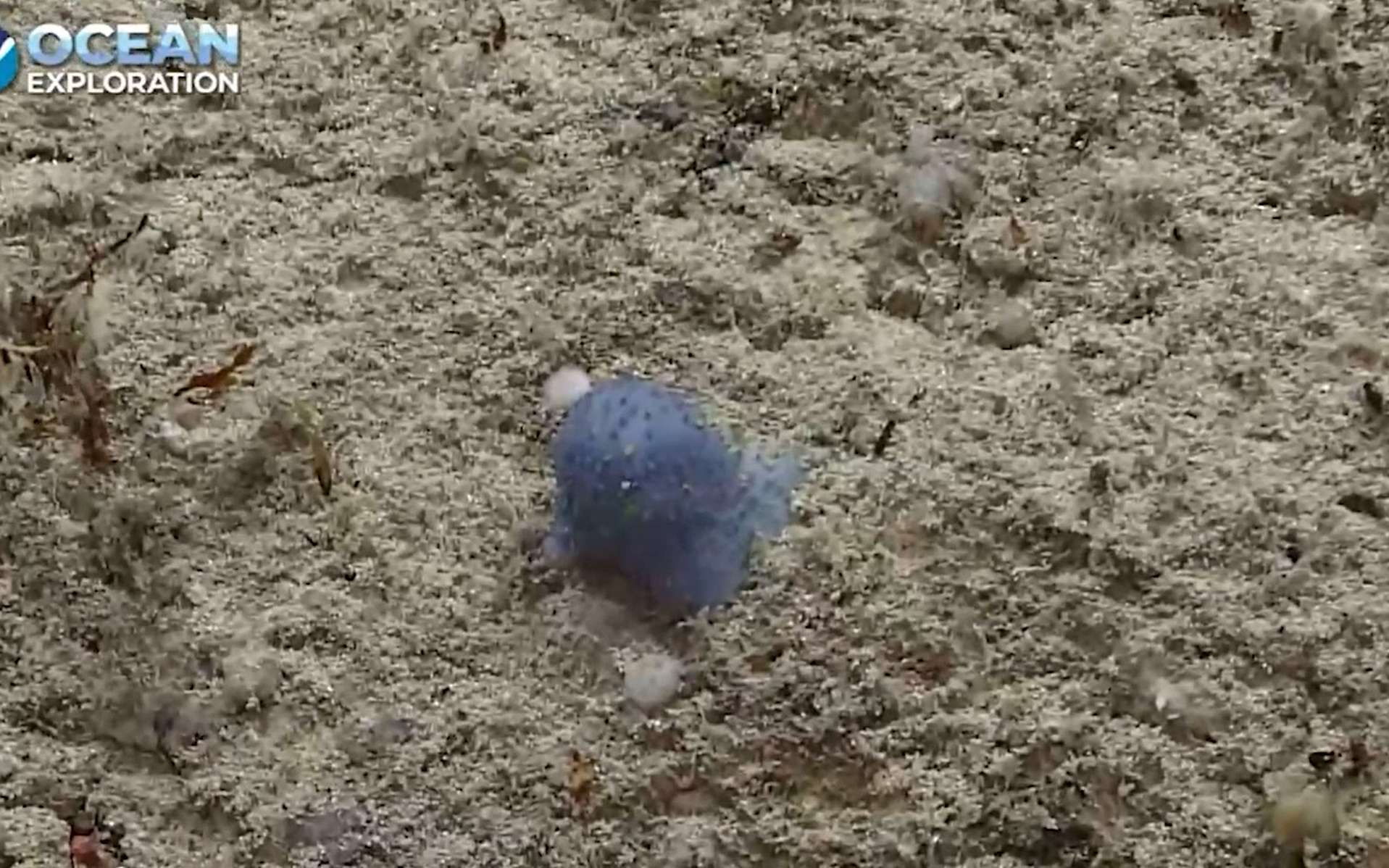 D'étranges créatures molles et bleues découvertes au fond de l'océan