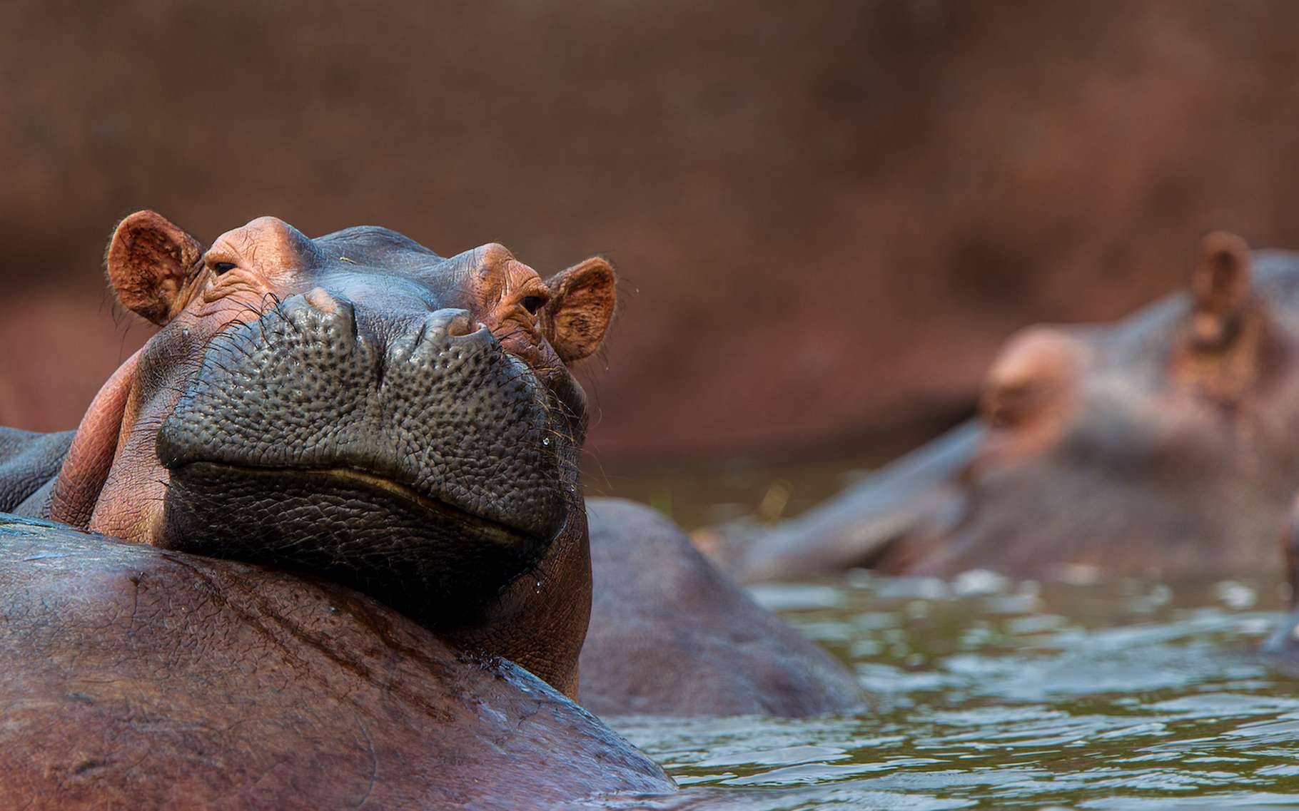 L’hippopotame a la réputation d’être quelque peu… sanguin. Mais cela semble ne pas l’empêcher d’avoir des comportements sociaux. Il serait ainsi capable de reconnaître un compagnon à sa seule voix. Pas si bête, l’hippopotame. © macs, Adobe Stock