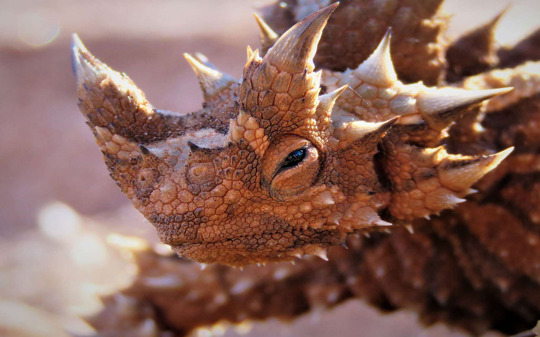 Photos | Ces animaux étranges qui nous fascinent