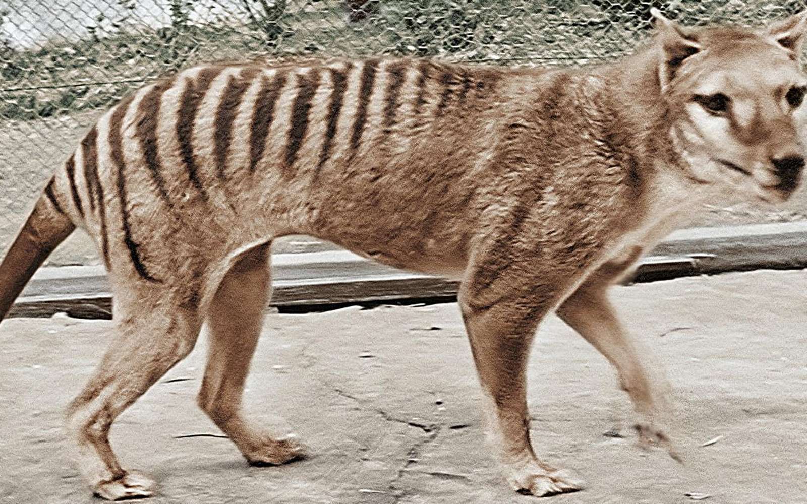 Vidéo en couleurs du dernier tigre de Tasmanie