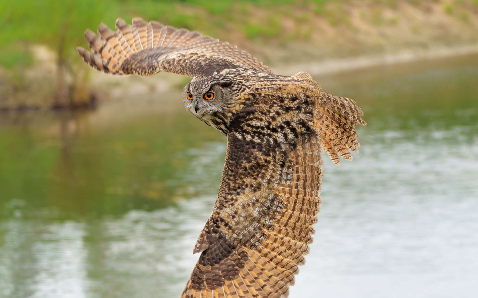 La biodiversité s'effondre en France et nous avons les yeux rivés sur le climat